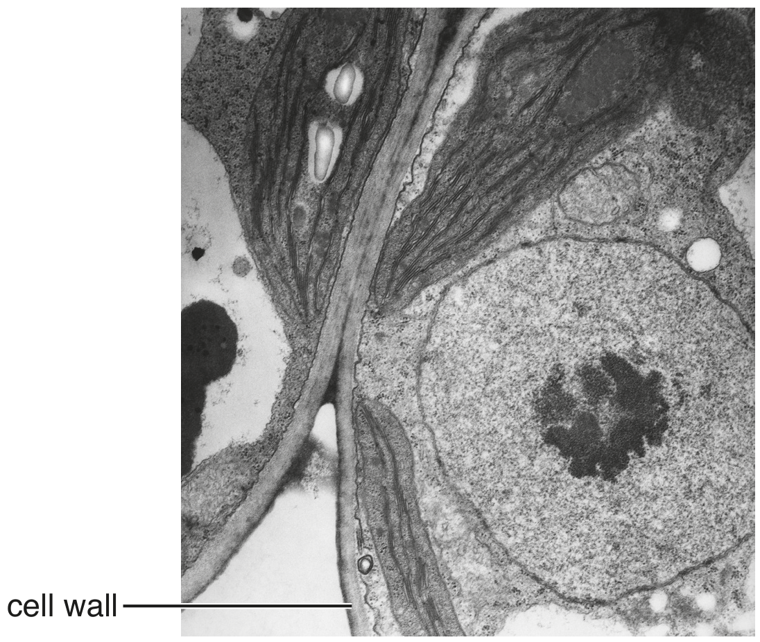 Fig. 3.1