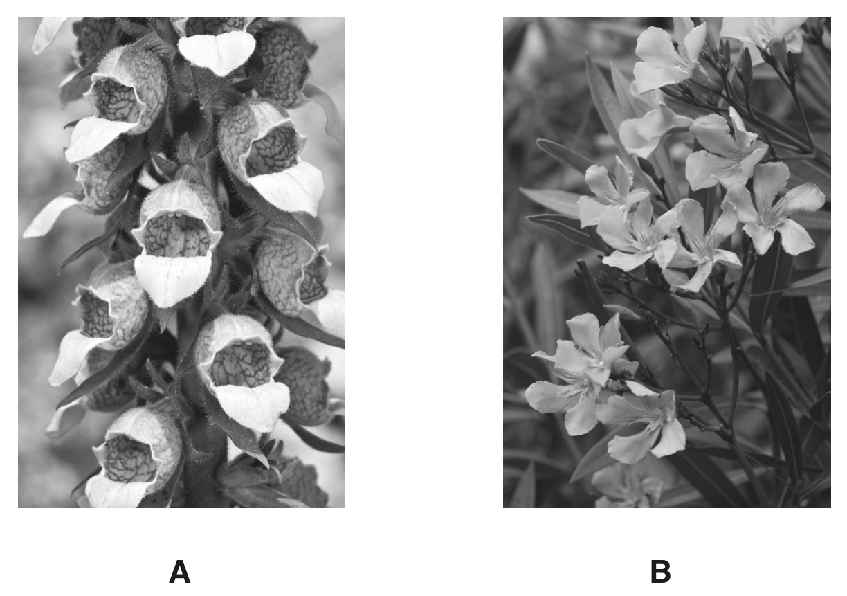 Fig. 2.1