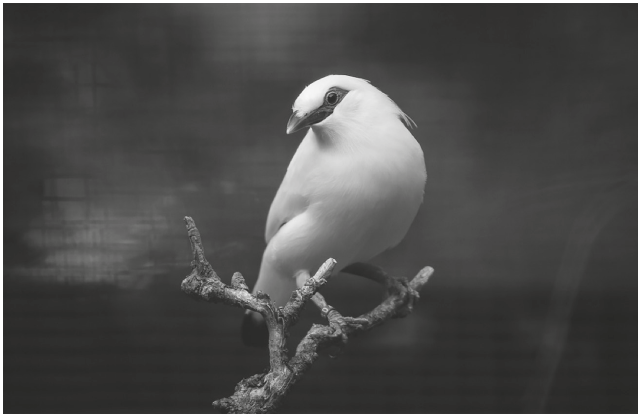 Fig. 1.1