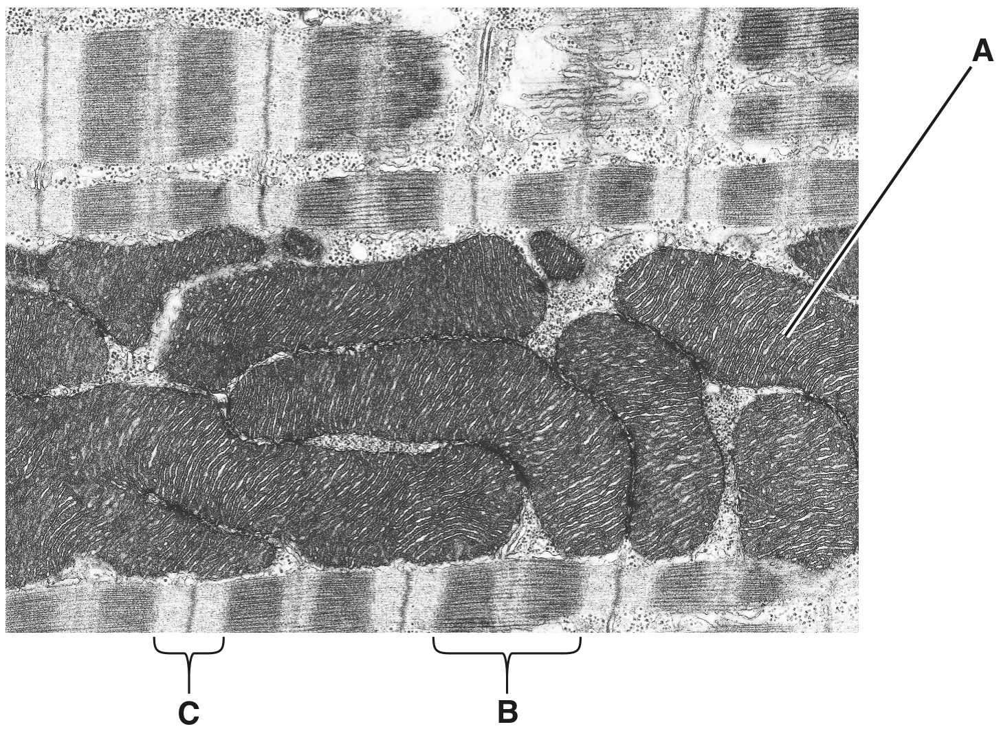 Fig. 4.1