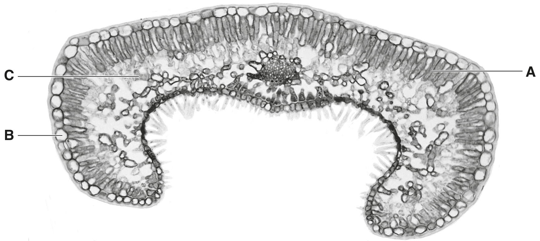 Fig. 1.1
Fig. 1.2 is a photomicrograph of a section through a leaf of Himalayan cedar, Cedrus deodara.