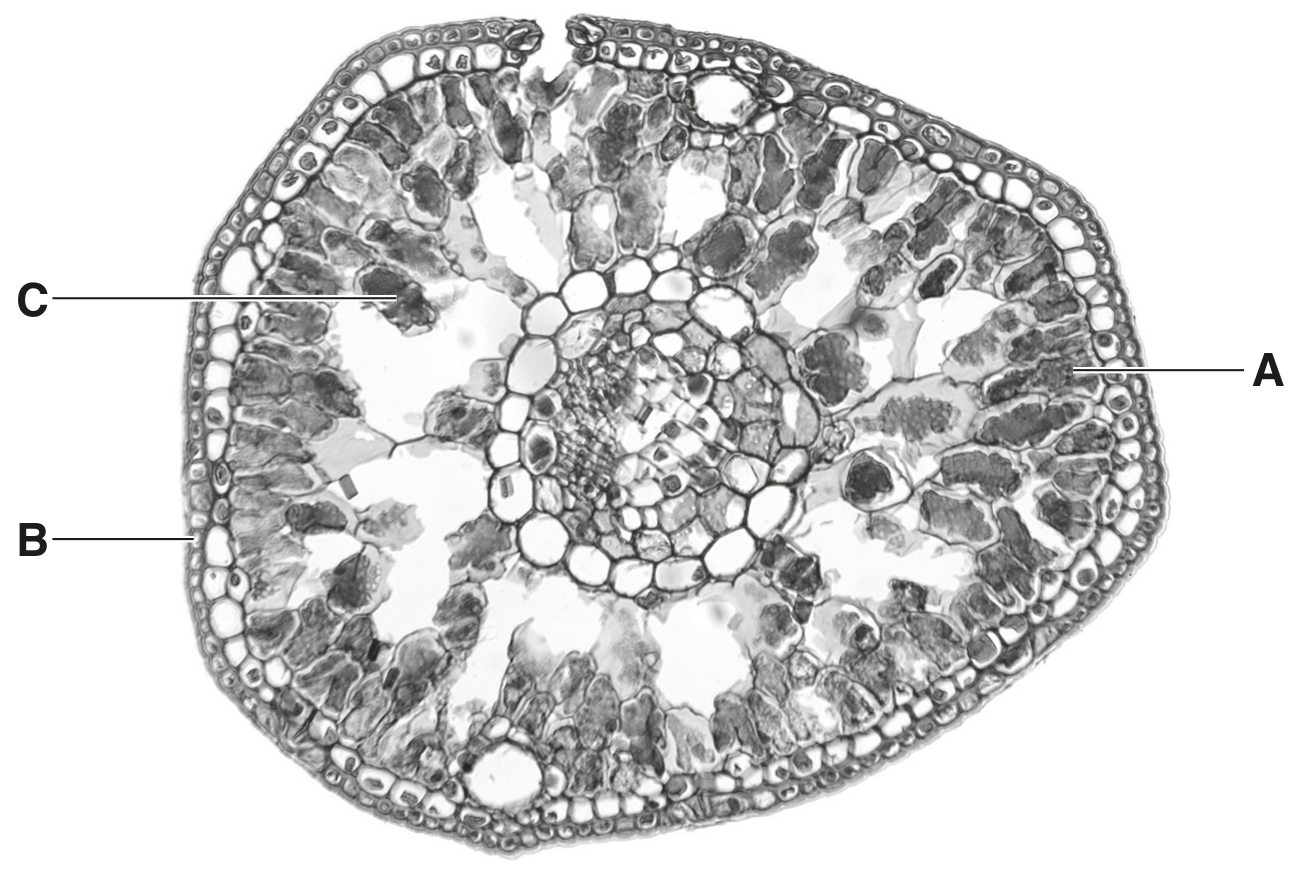 Fig. 1.2
Fig. 1.1 and Fig. 1.2 are not shown at the same magnification.