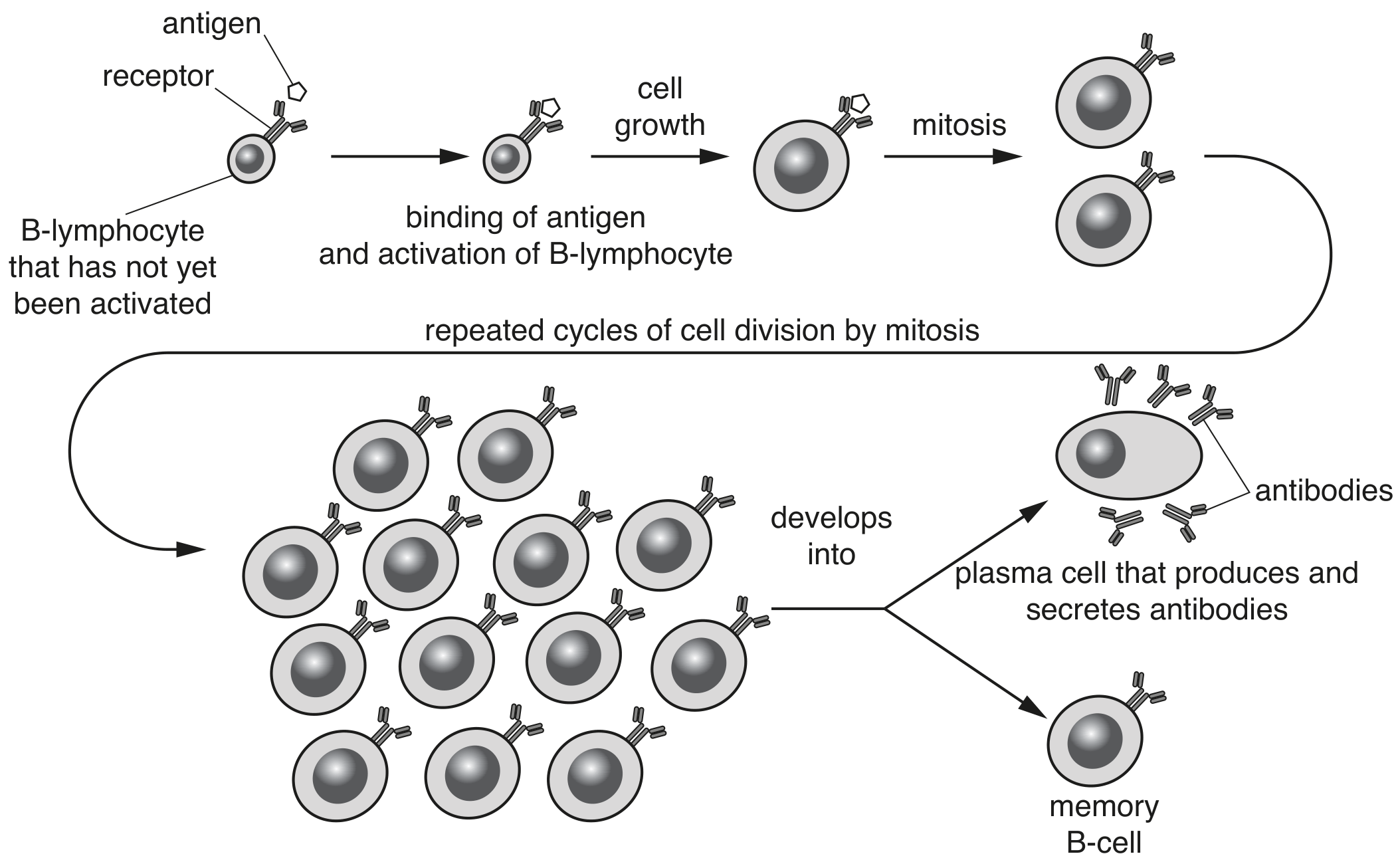 Fig. 3.1 is a summary of B-lymphocyte activation and the events that follow.
