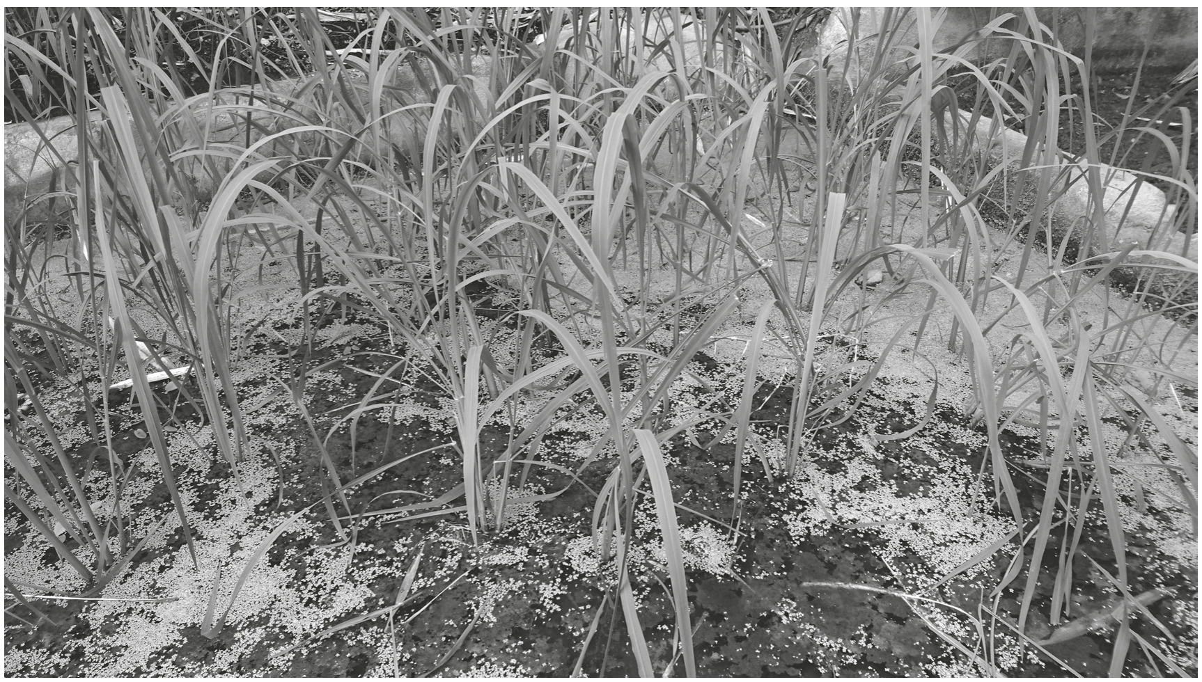 Fig. 7.2