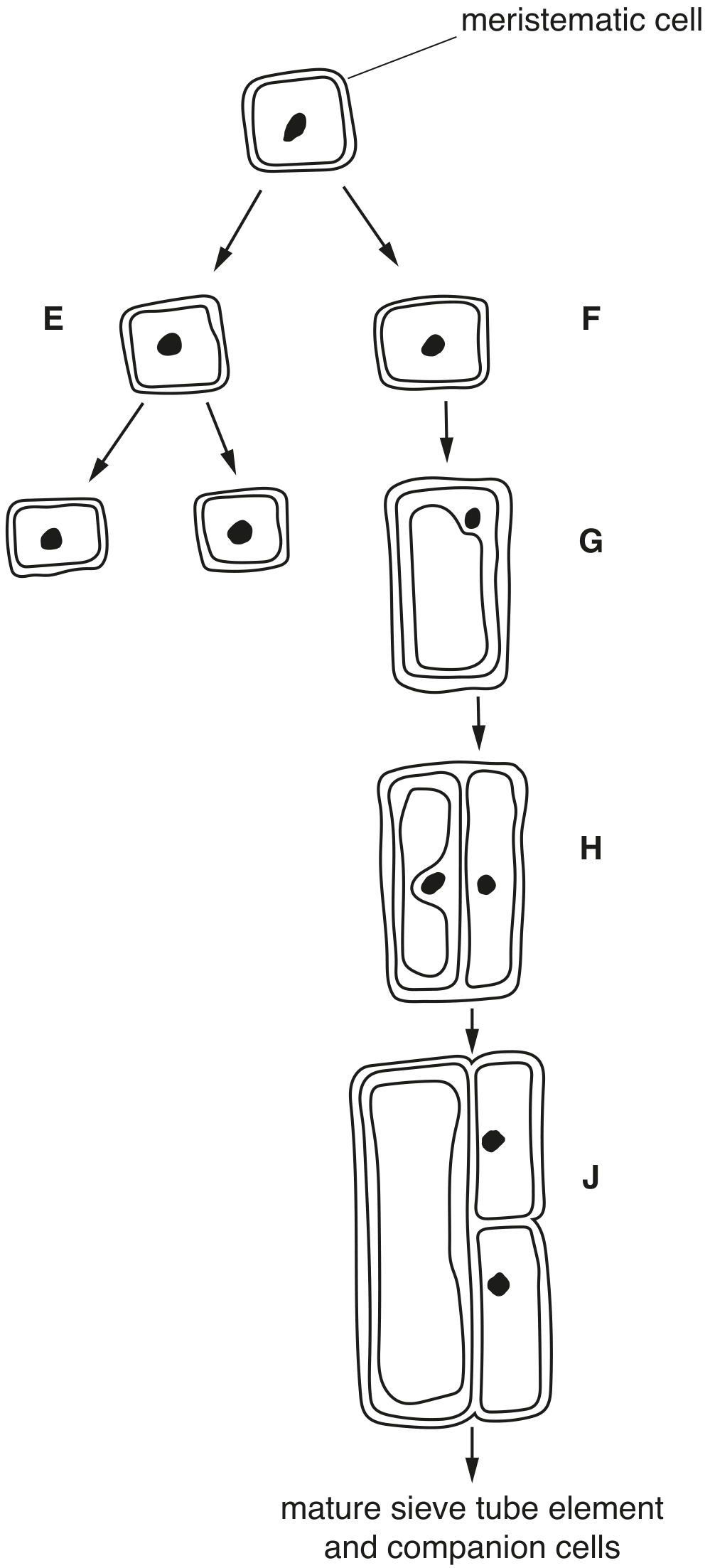 Fig. 4.1 shows some of the stages in the formation of a mature phloem sieve tube element and companion cells from a meristematic cell.