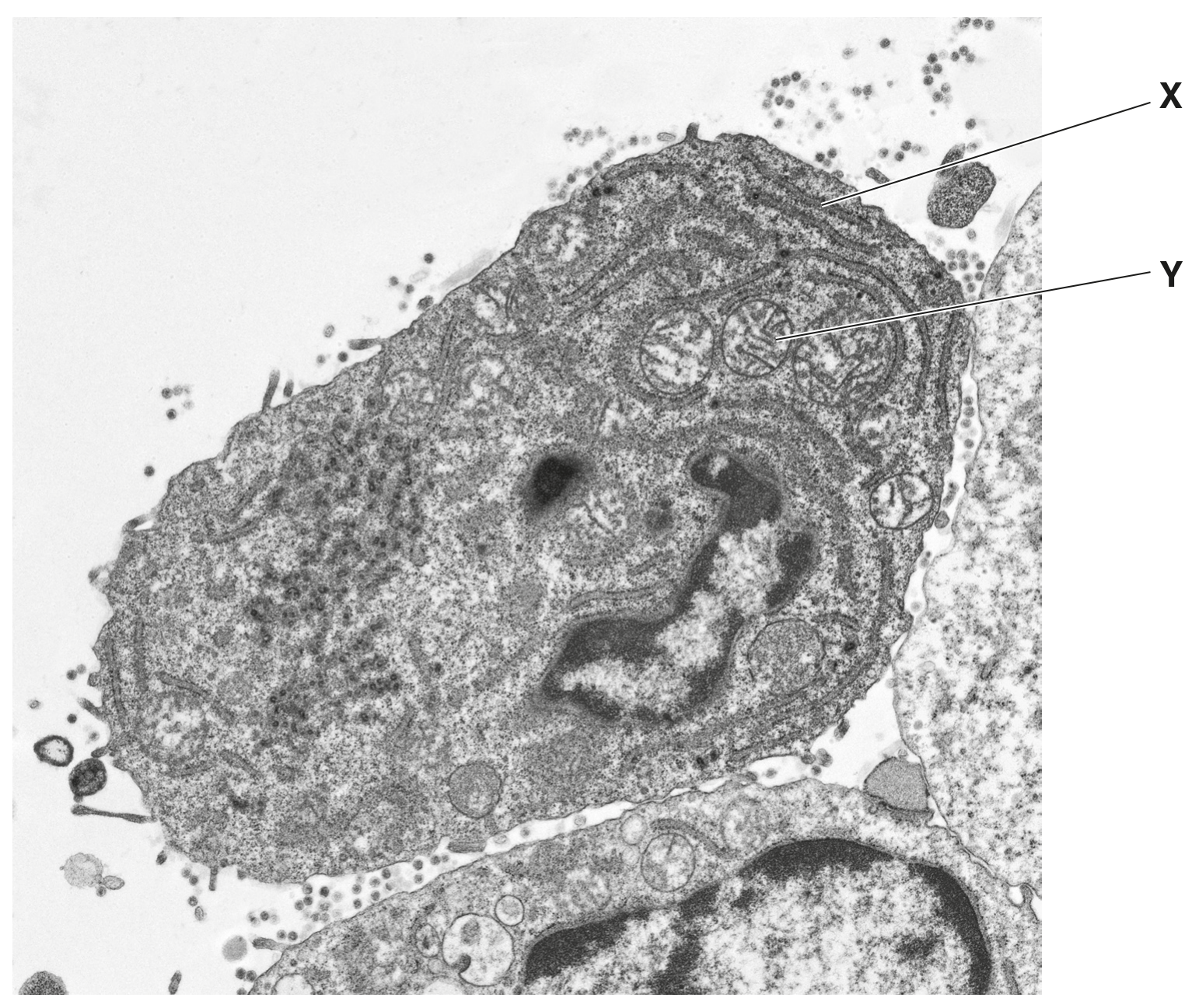 Fig. 1.2