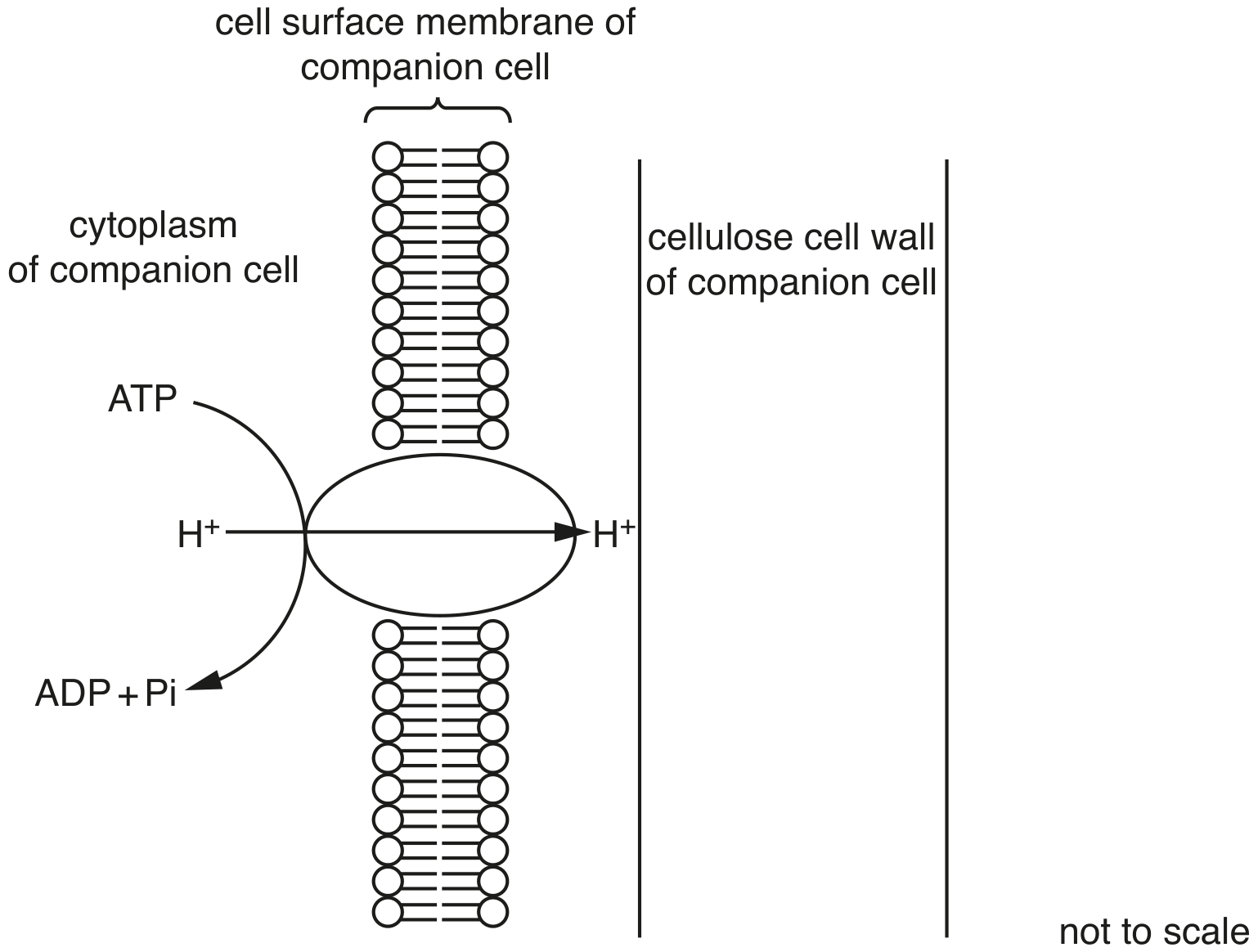 Fig. 4.1