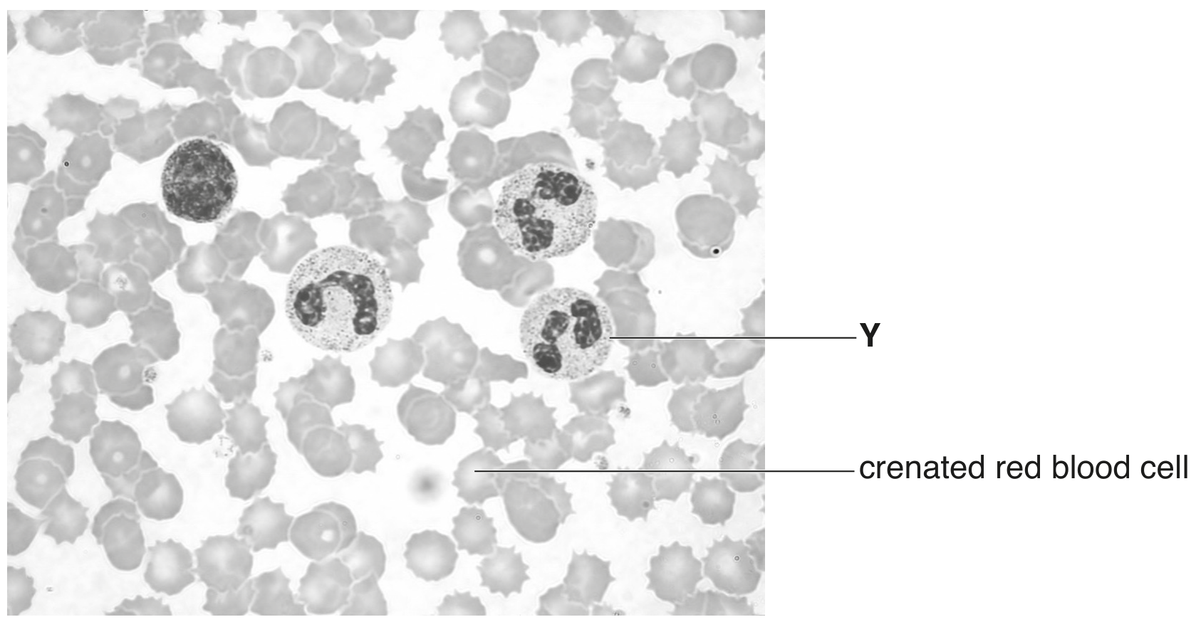 Fig. 5.1