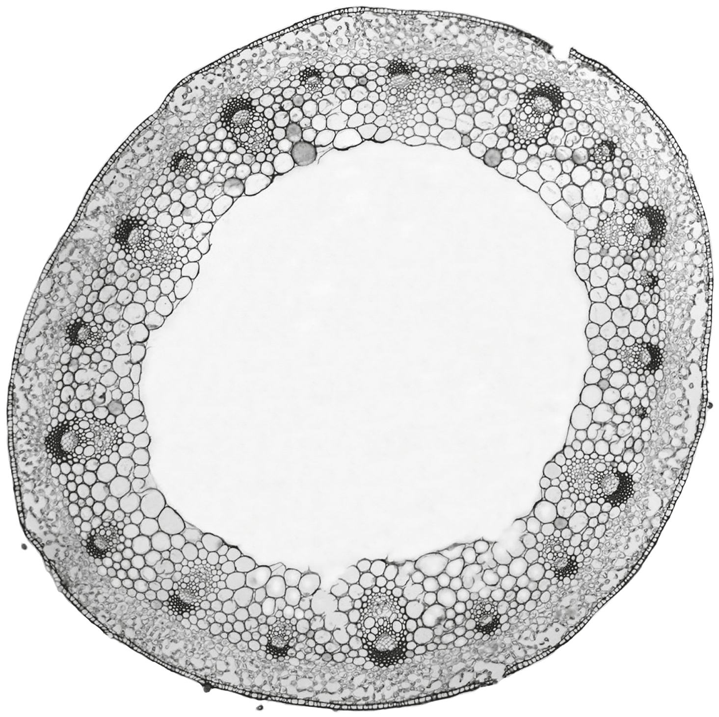 Fig. 1.1