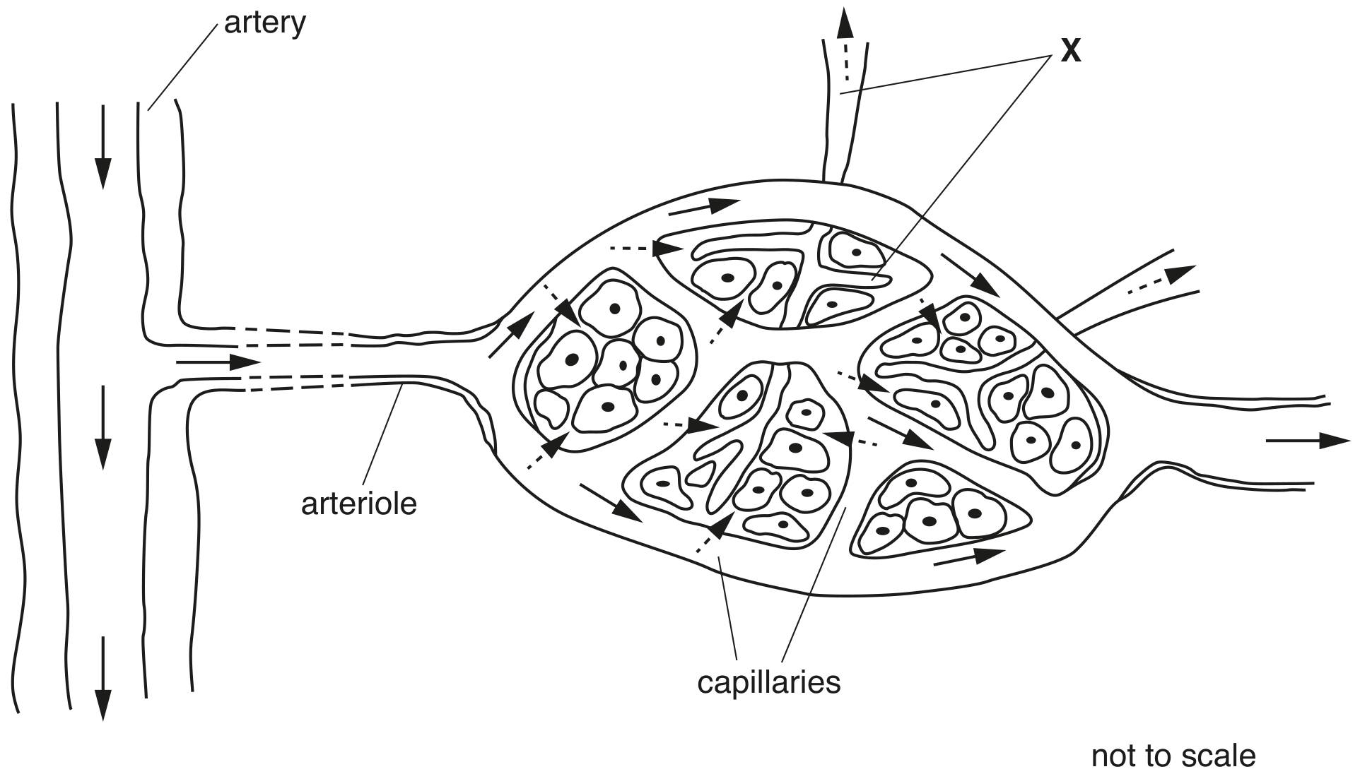 Fig. 4.2 shows a capillary network in a mammalian tissue.
The arrows indicate the direction of flow of body fluids.