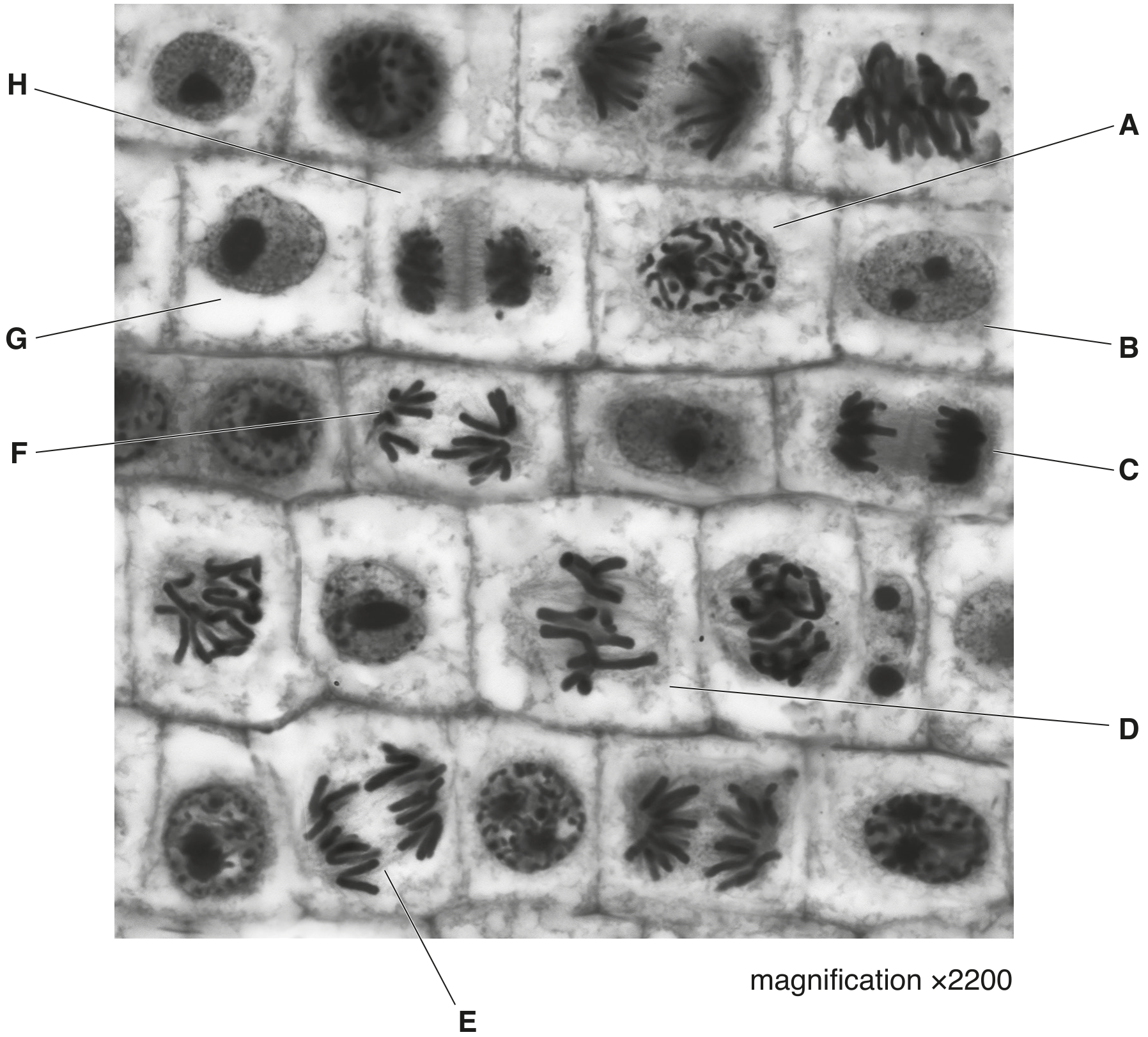 Fig. 2.1