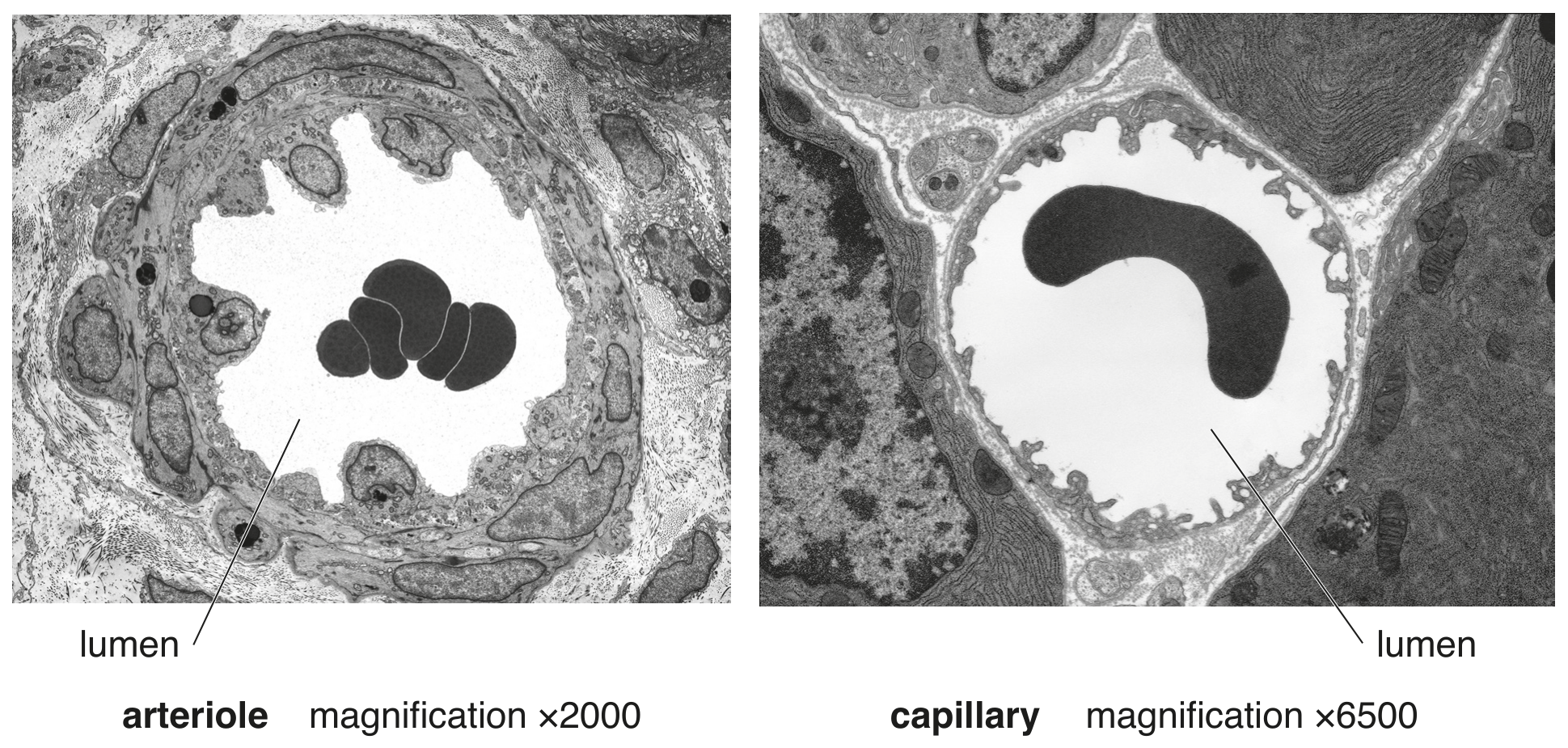 Fig. 4.1