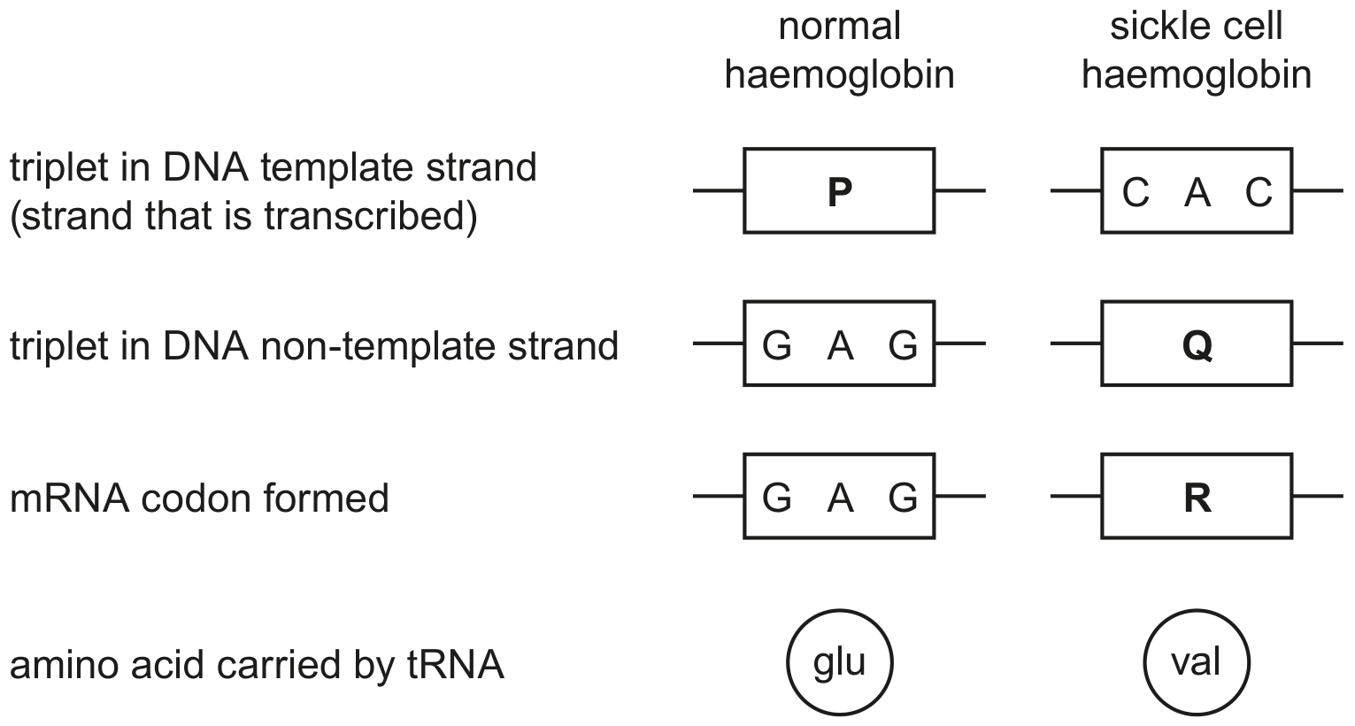 Fig. 3.1 shows some of the changes that occur as a result of this gene mutation.
