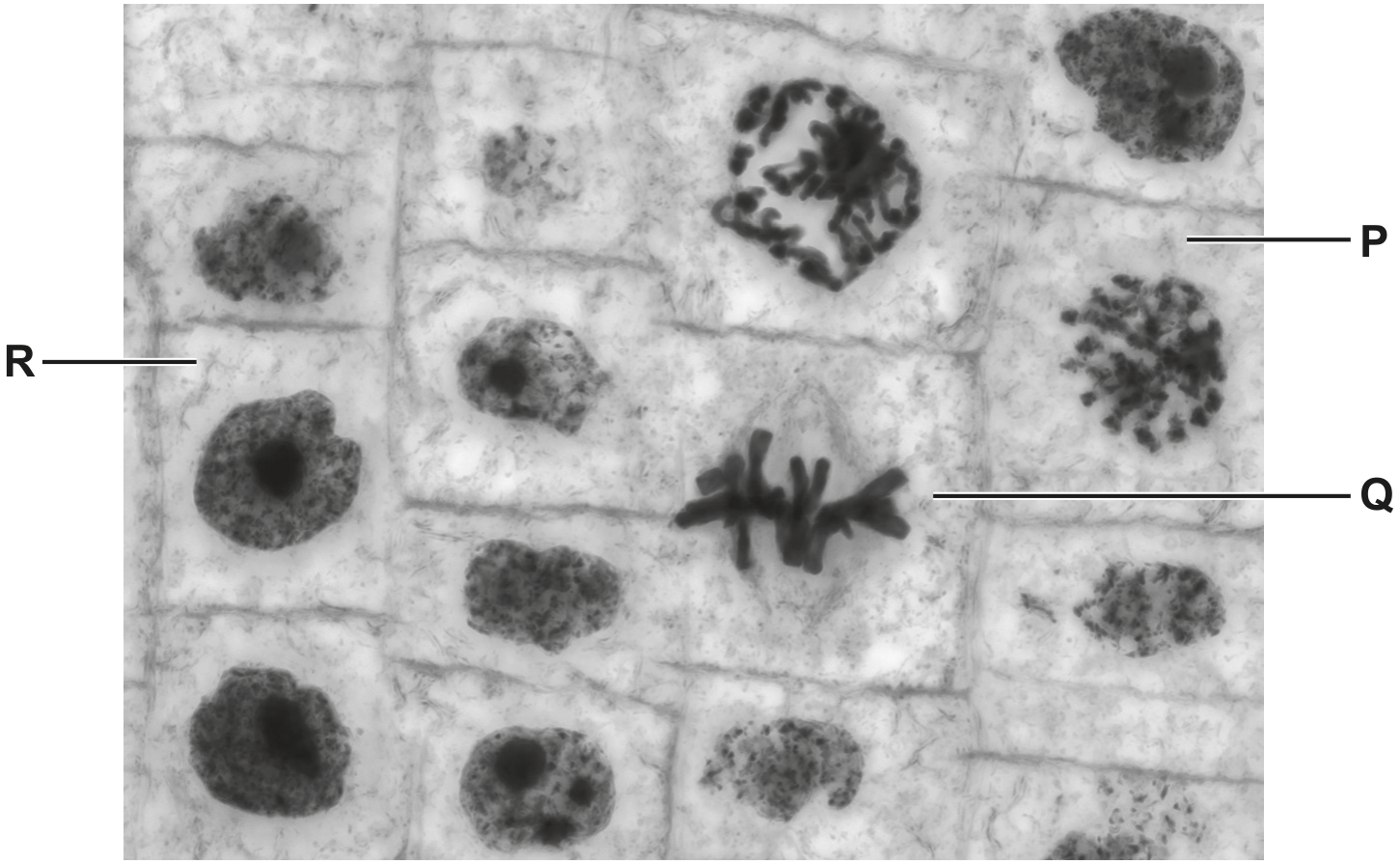 Fig. 2.1