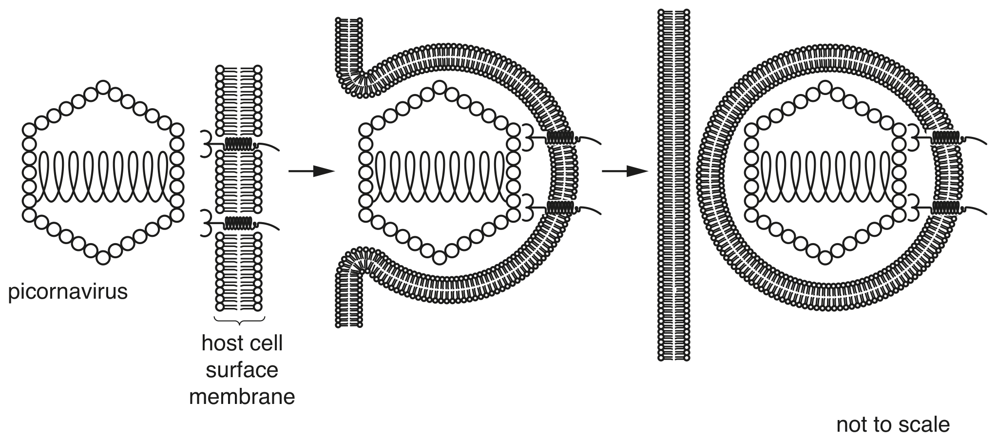 Fig. 1.1 shows the entry of a picornavirus into its host cell.