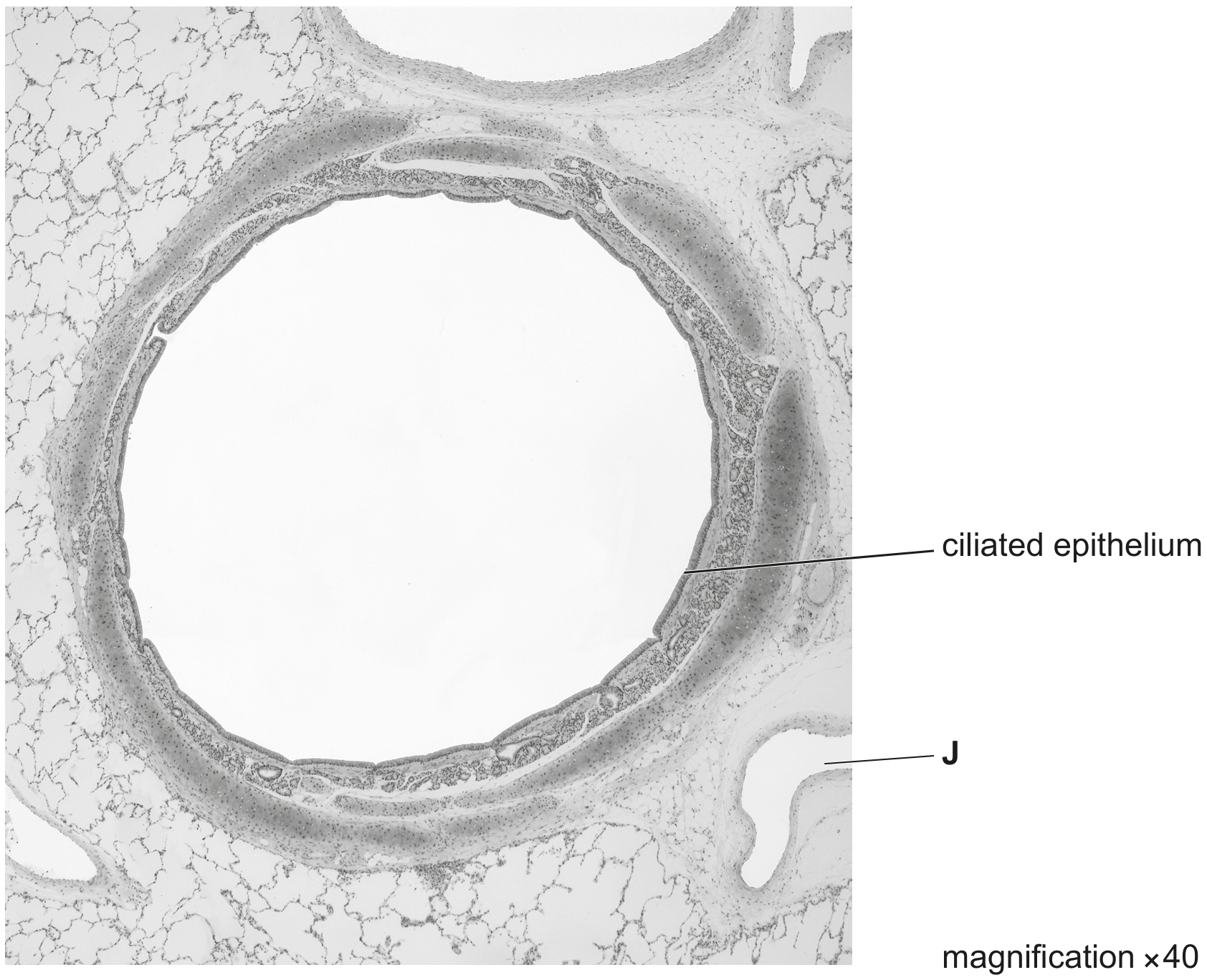 Fig. 3.1