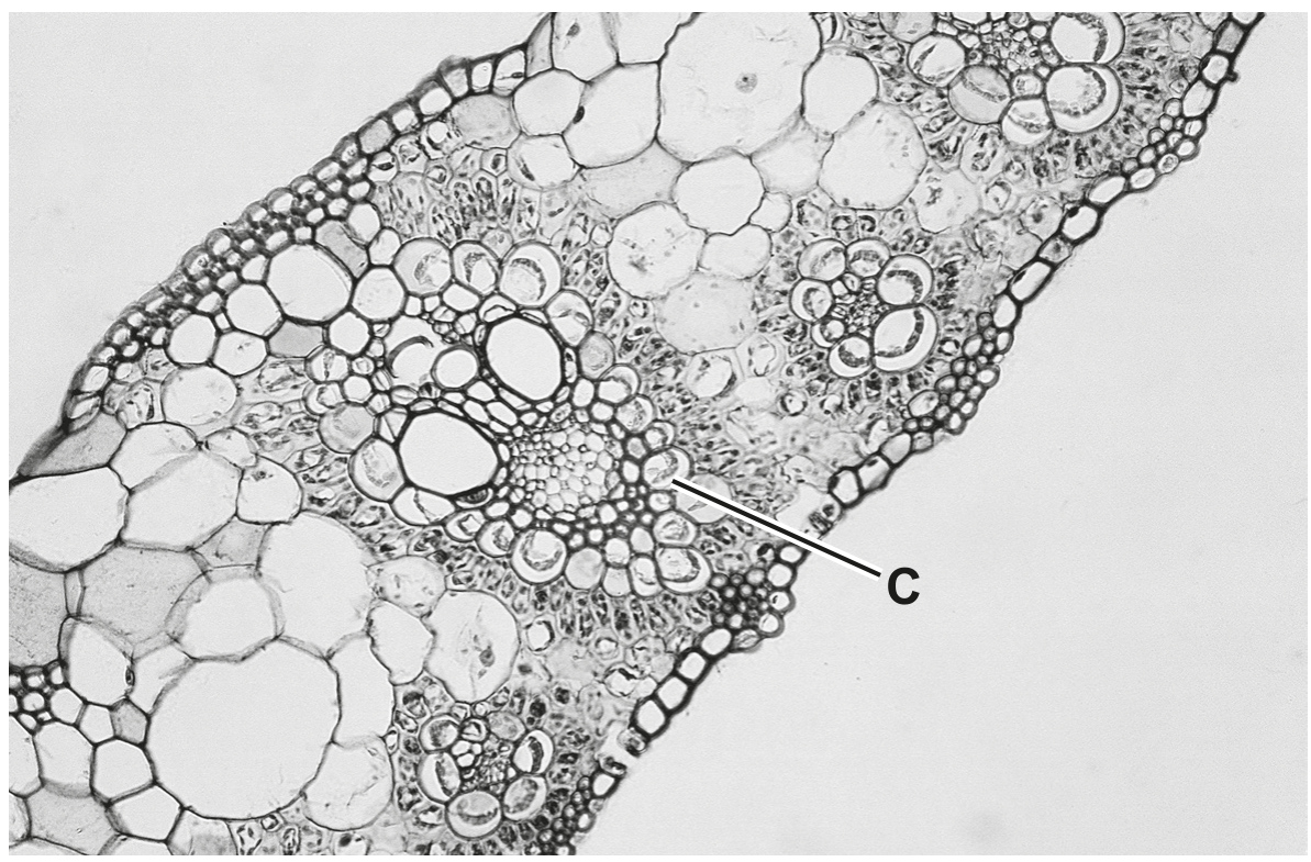 Fig. 1.1