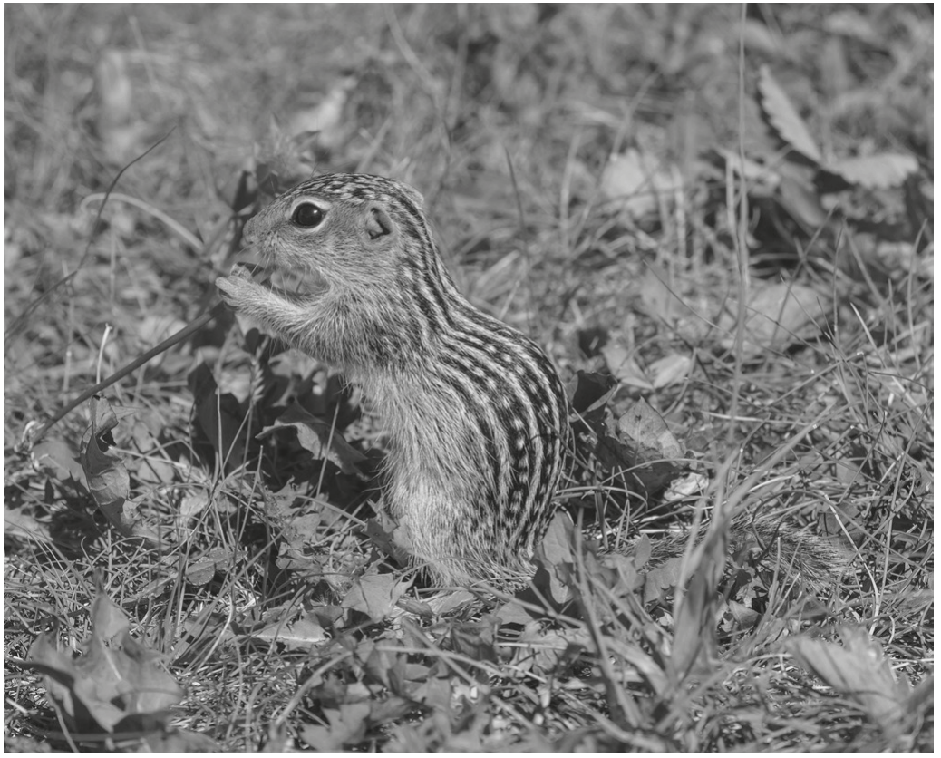 Fig. 8.3
