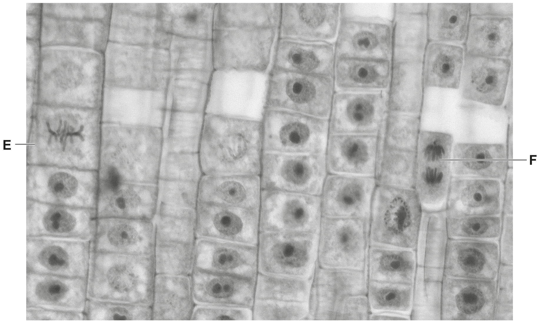 Fig. 1.1