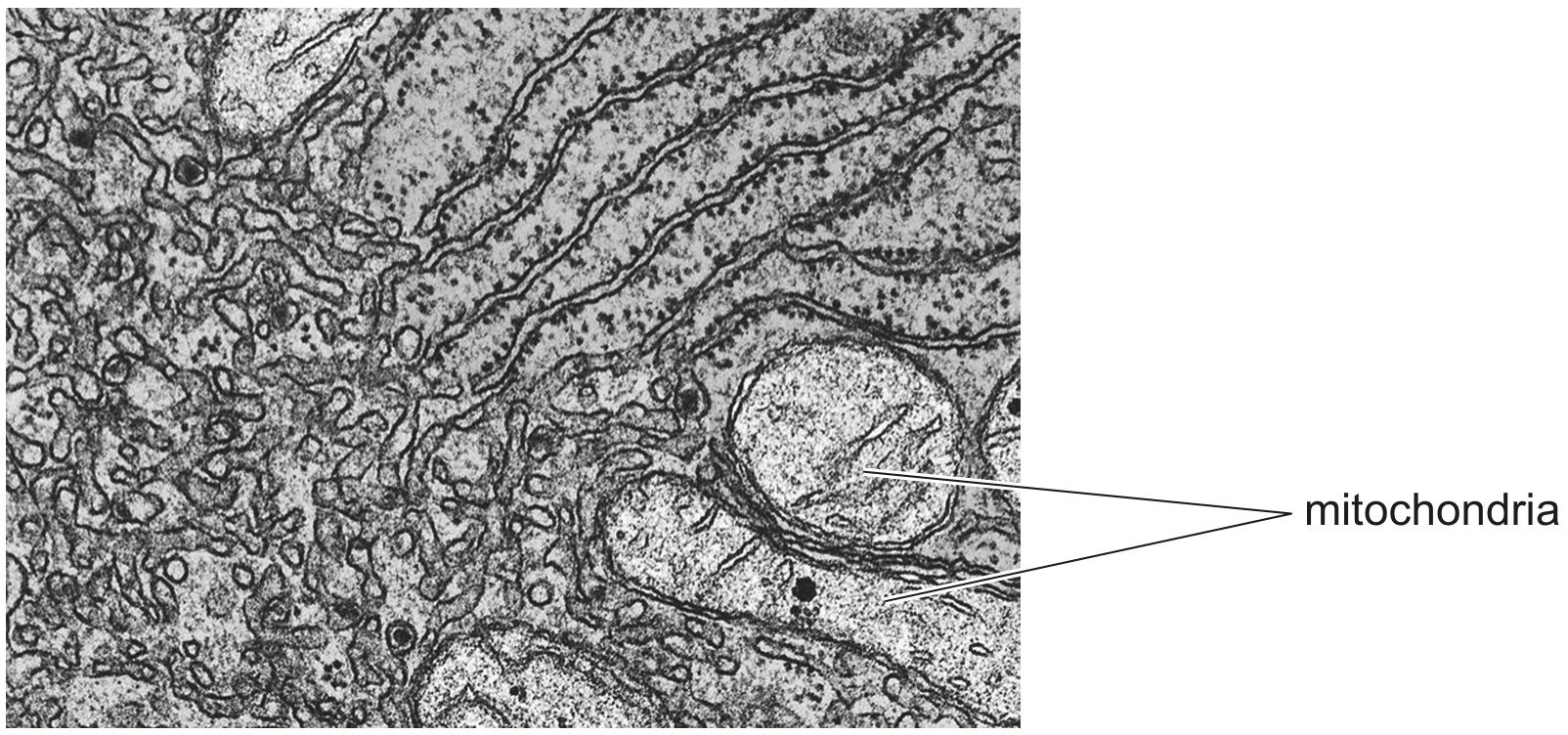 Fig. 1.1