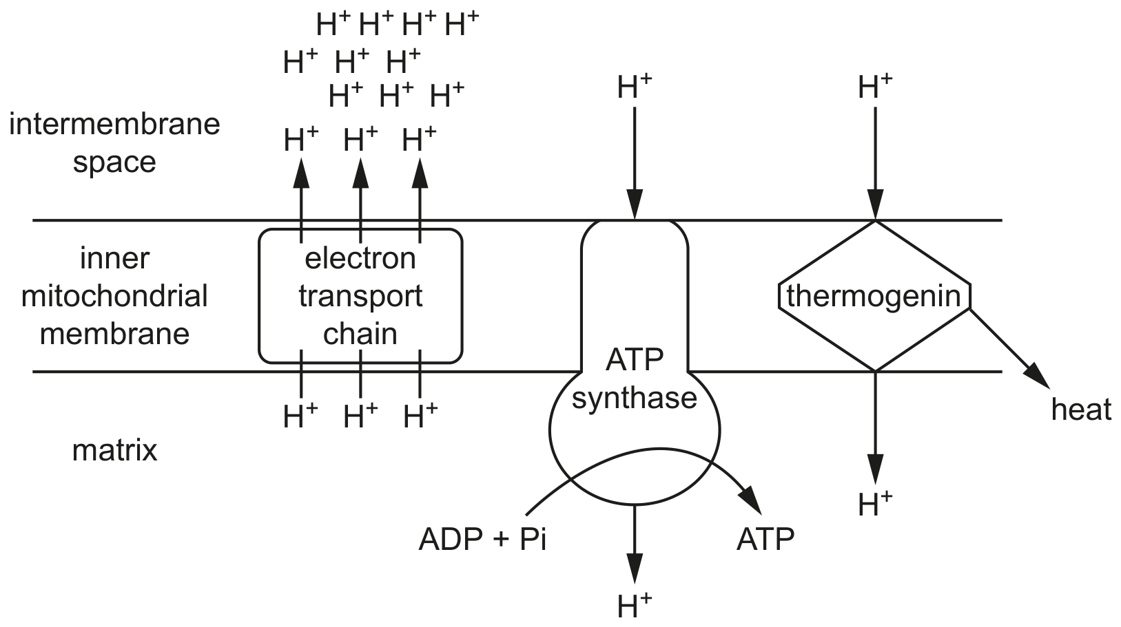 Fig. 2.1