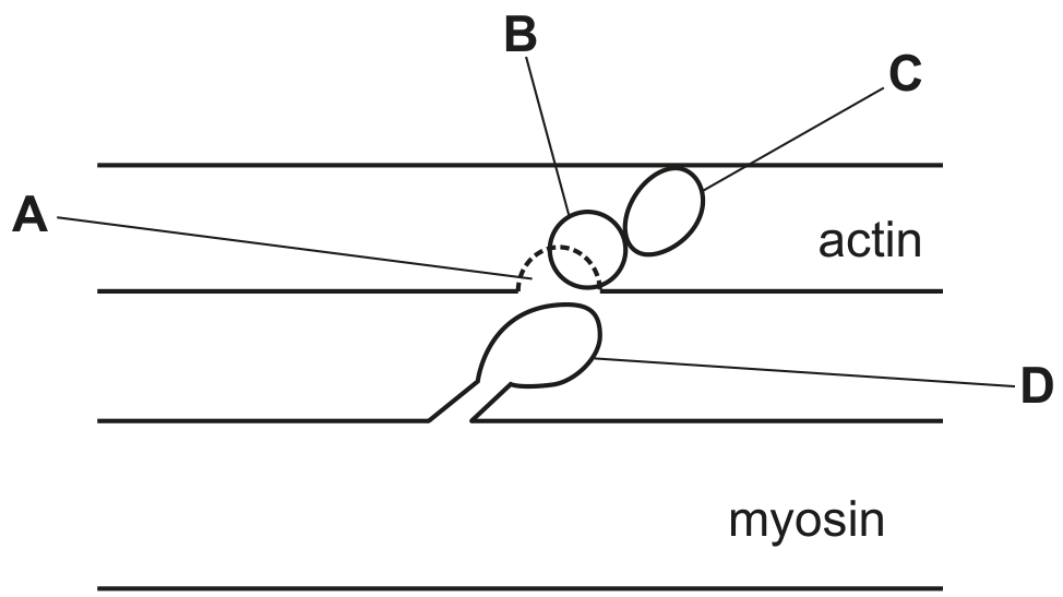 Fig. 1.1