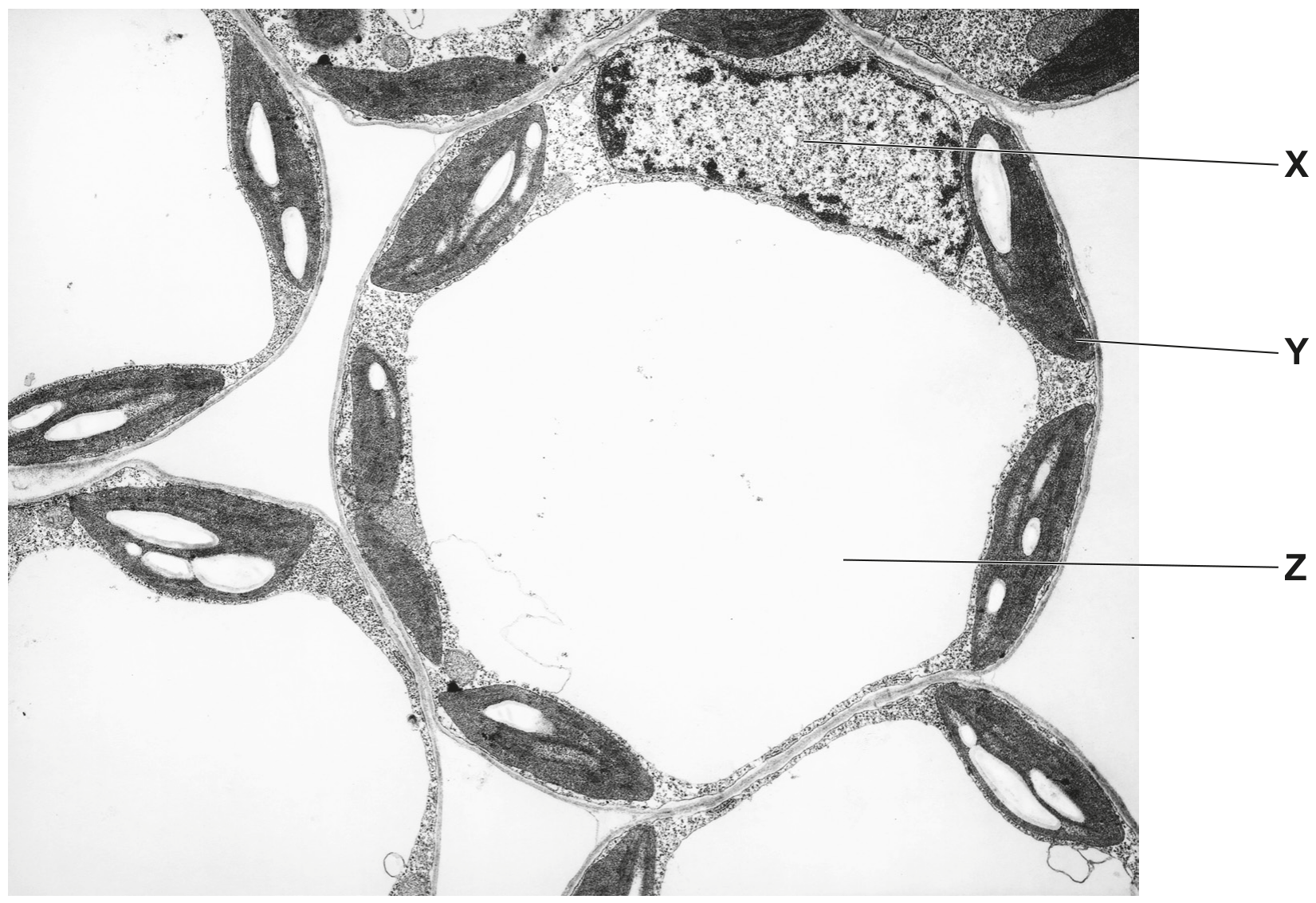 Fig. 1.1