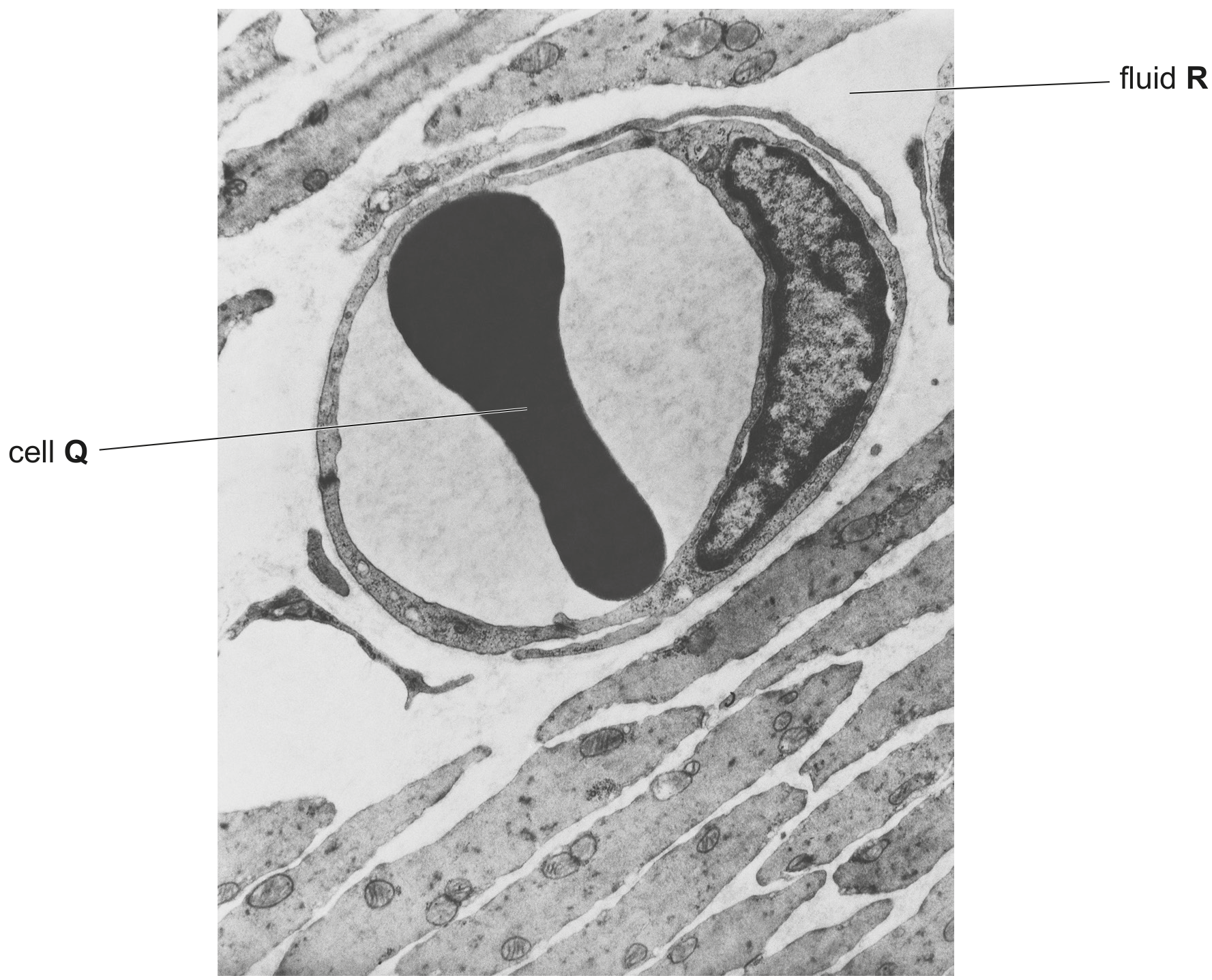Fig. 2.1
