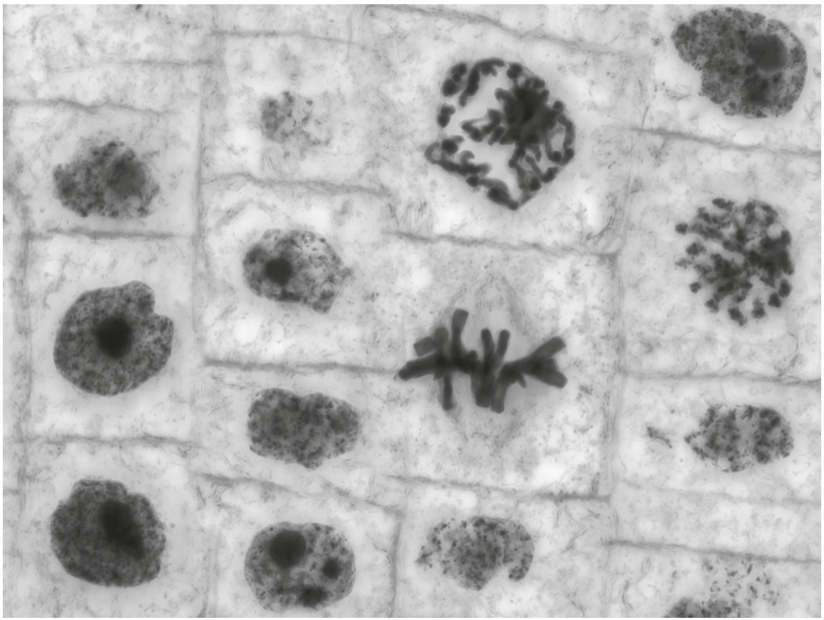 Fig. 1.2
