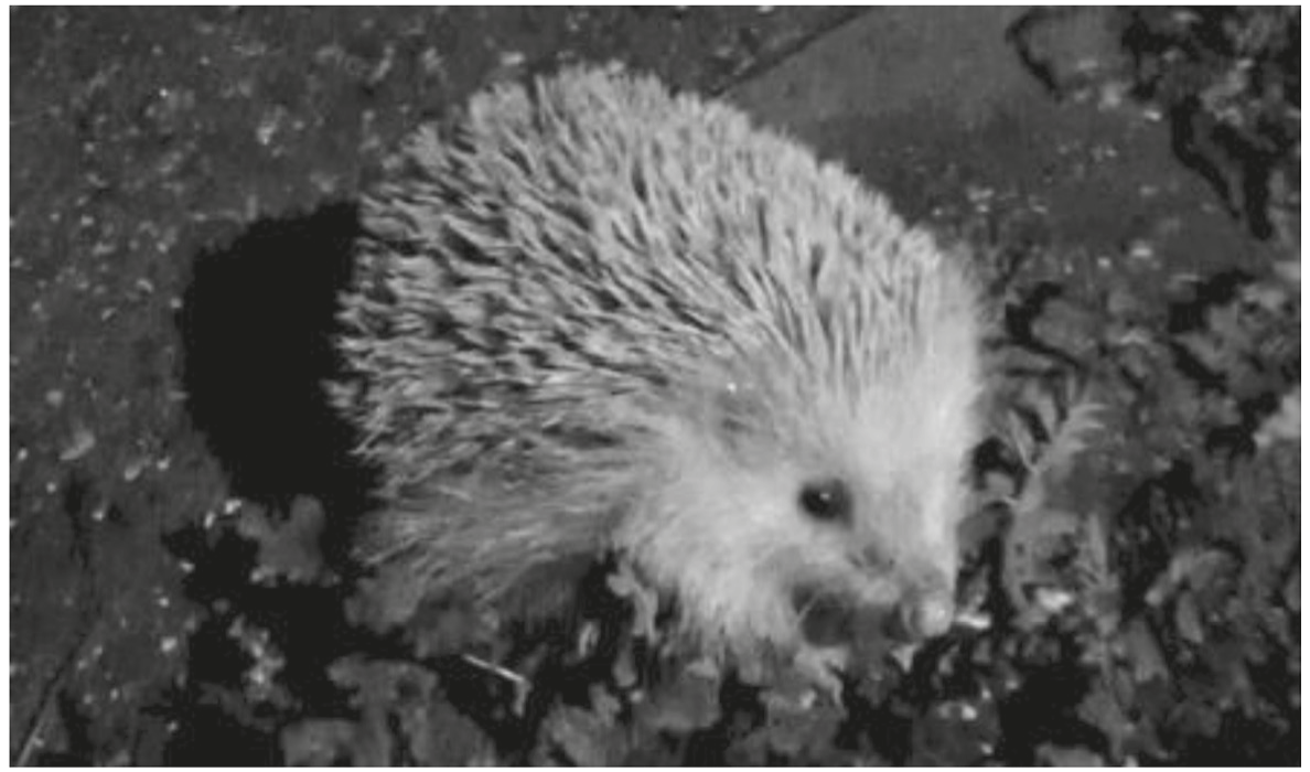 Fig. 1.1