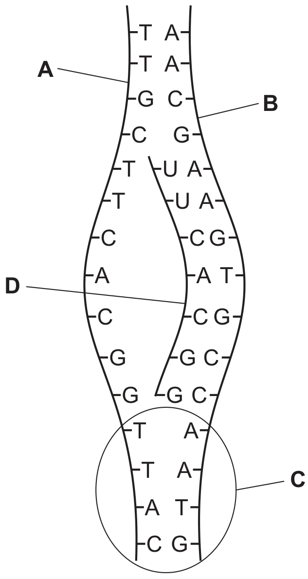 ![](https://cdn.mathpix.com/cropped/ad37faa0-c95b-4dc9-95a6-2a02e445d729-13.jpg?height=152&width=39&top_left_y=633&top_left_x=1324)
direction of transcription