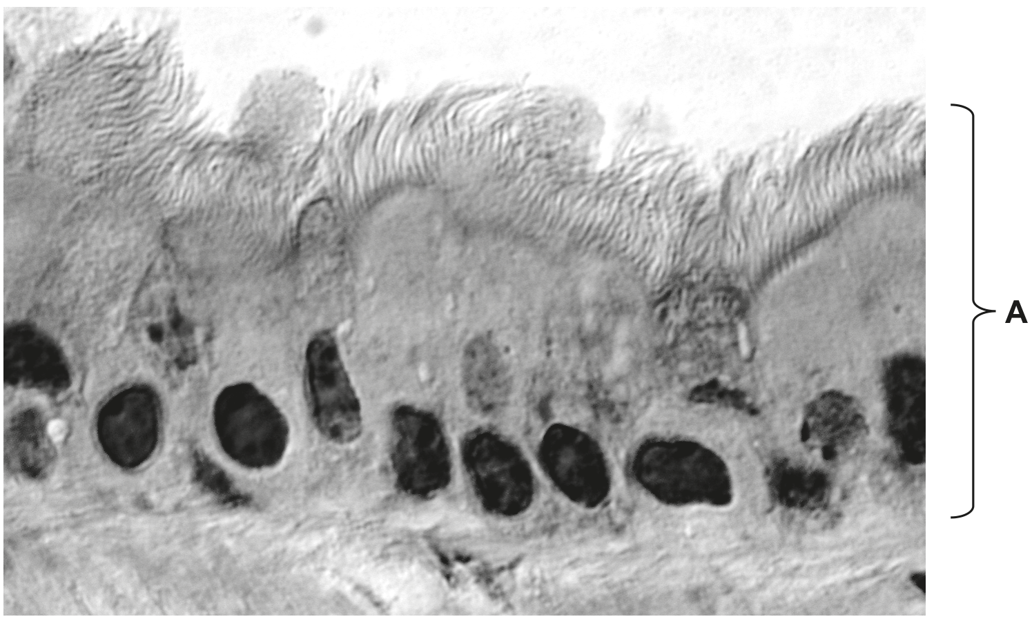 Fig. 1.2