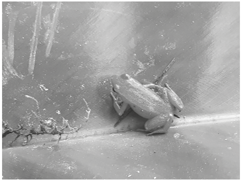 Fig. 1.1