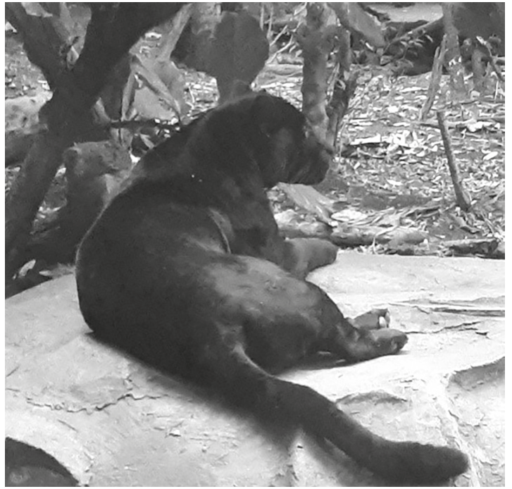 Fig. 1.2