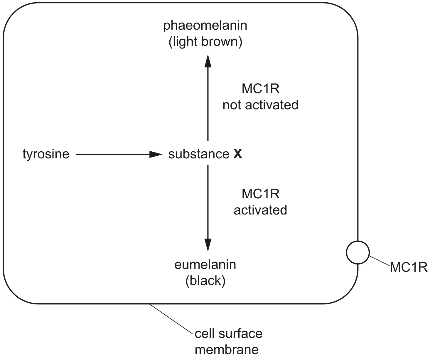 Fig. 1.3