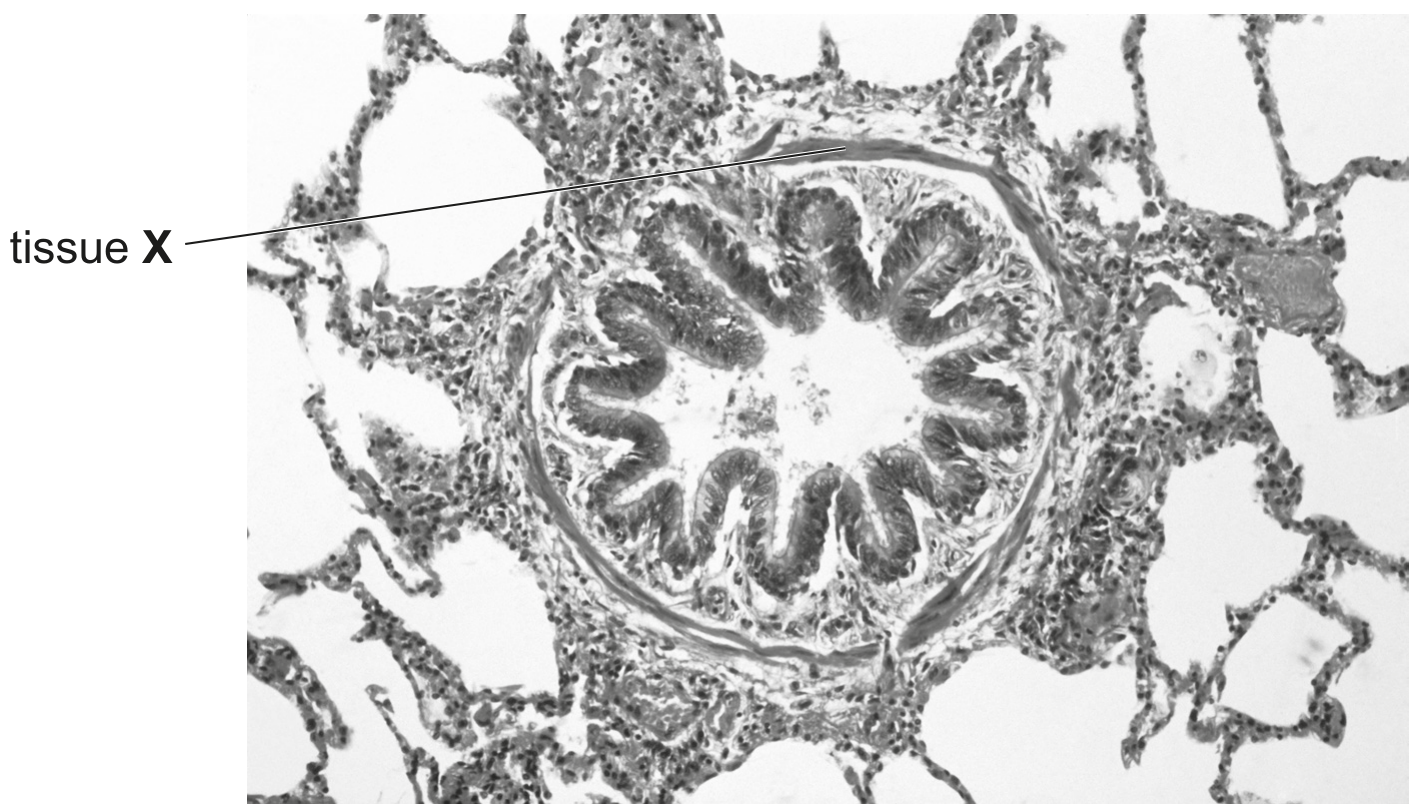 magnification \(\times 40\)