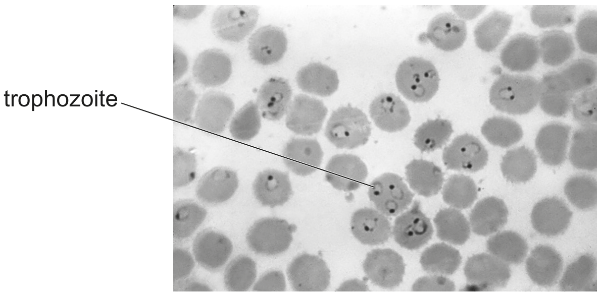 Fig. 3.1