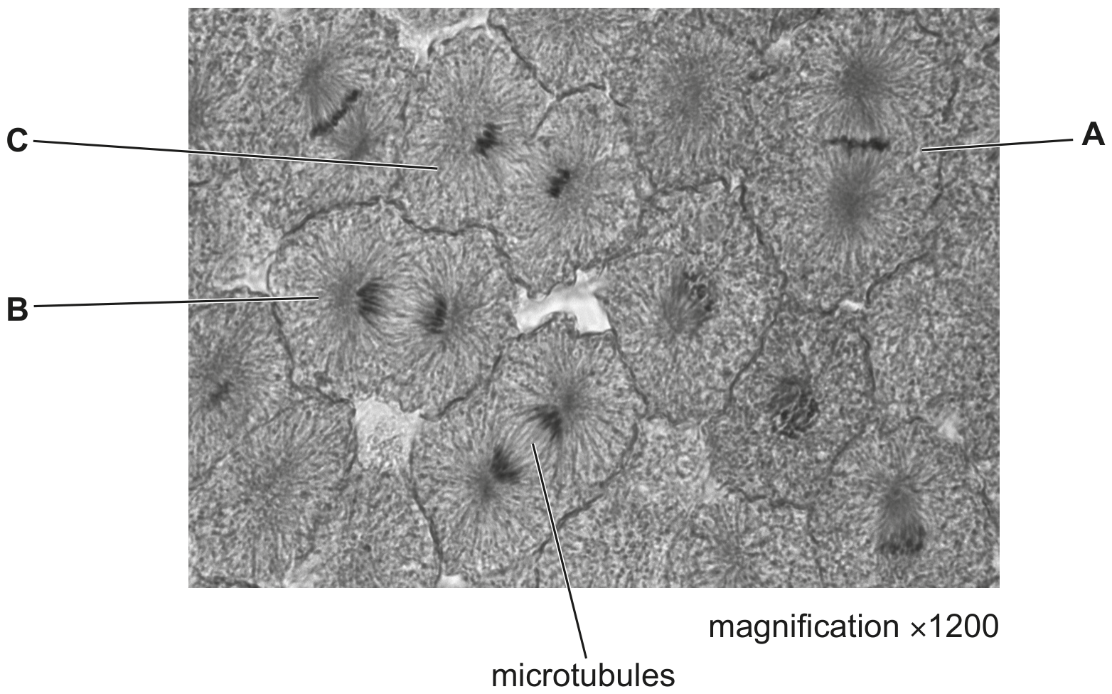 Fig. 4.1