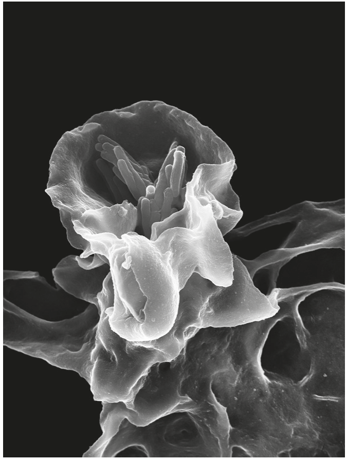 Fig. 2.1