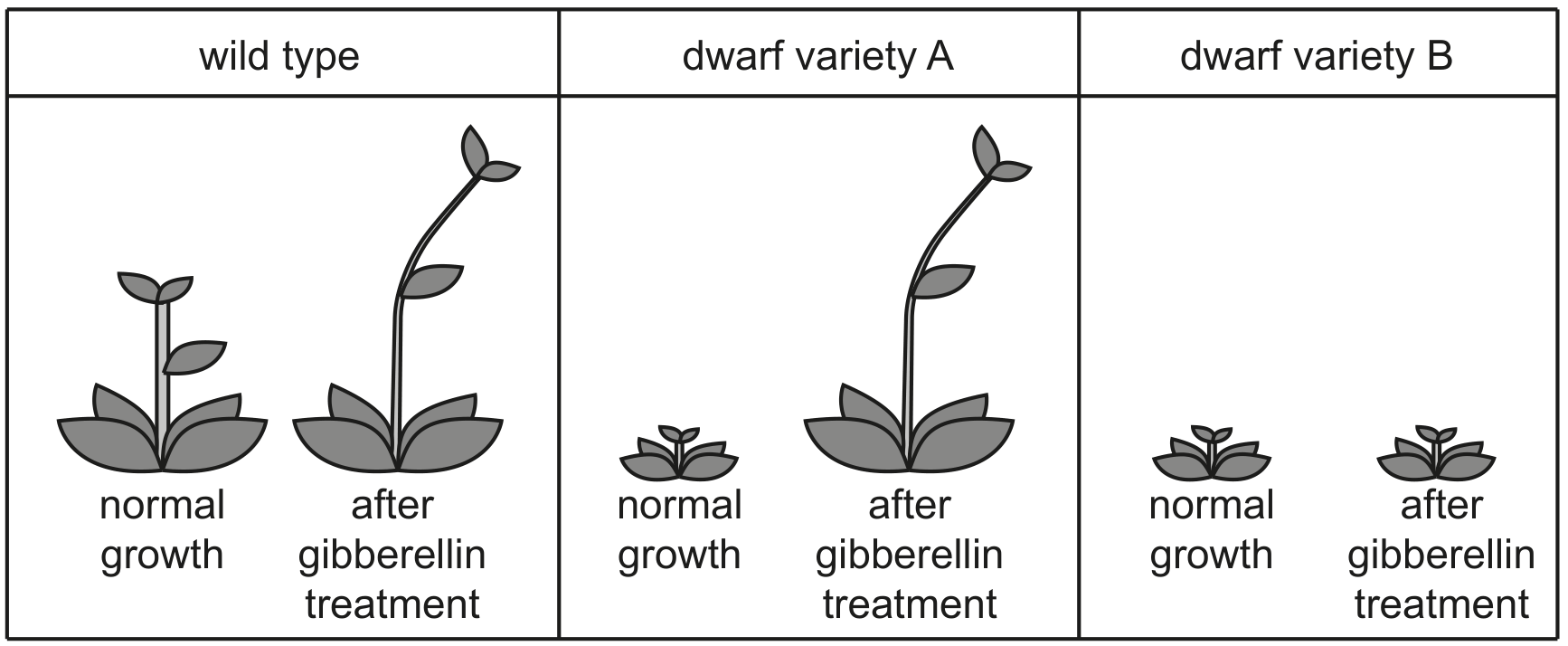 Fig. 6.2 shows the responses of the three varieties to treatment with gibberellin.