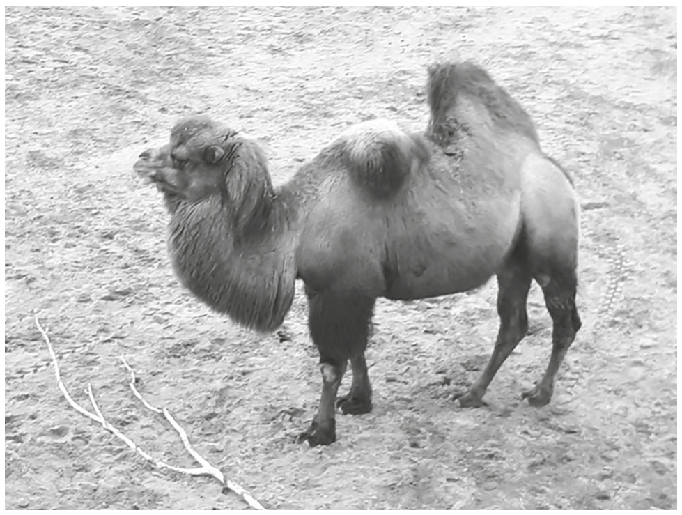 Fig. 1.1