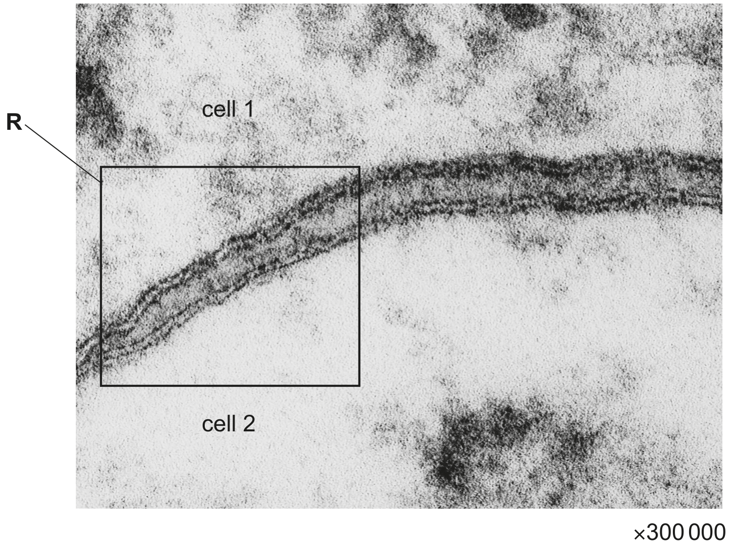 Fig. 1.1