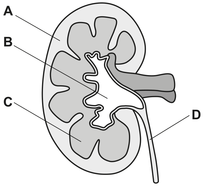 Fig. 1.1