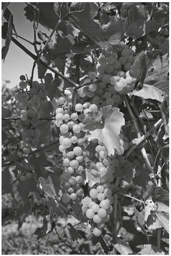 Fig. 3.1