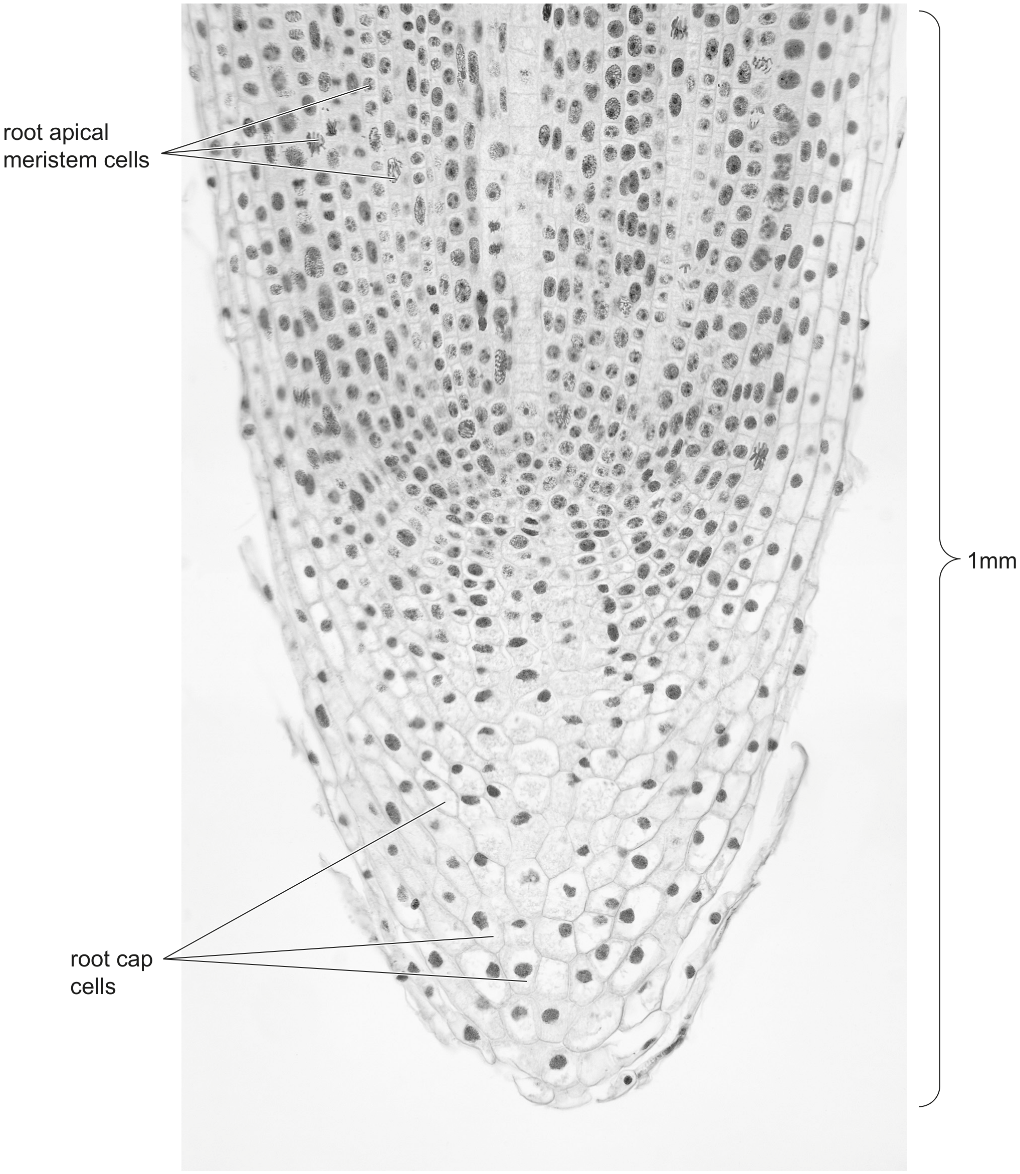 Fig. 2.1