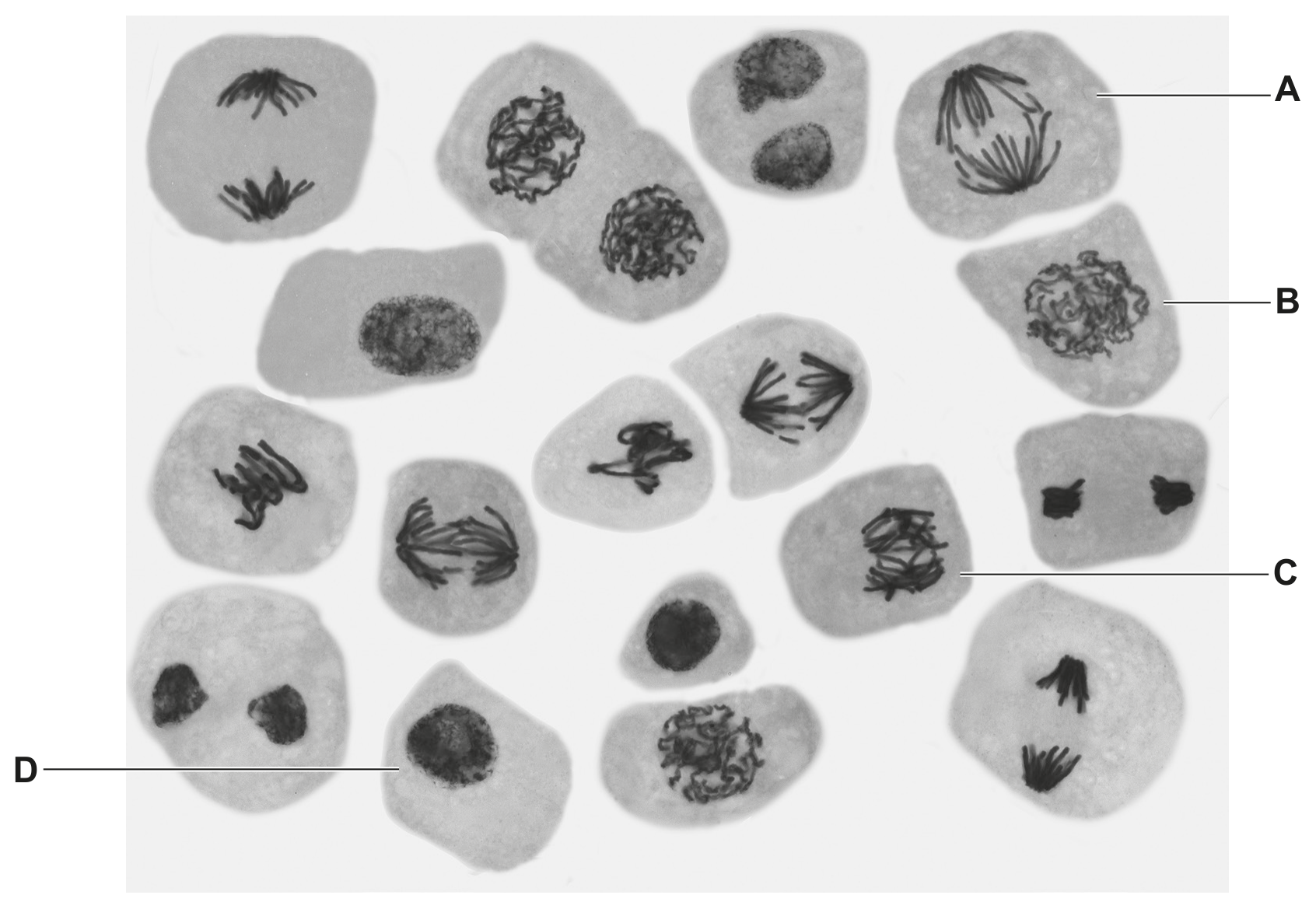 Fig. 1.1