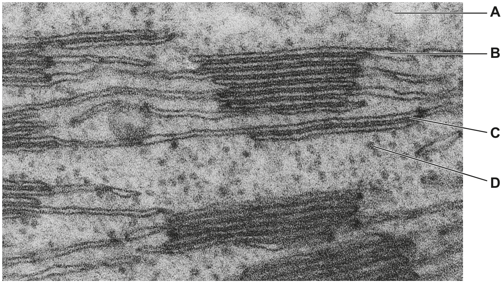 Fig. 1.1