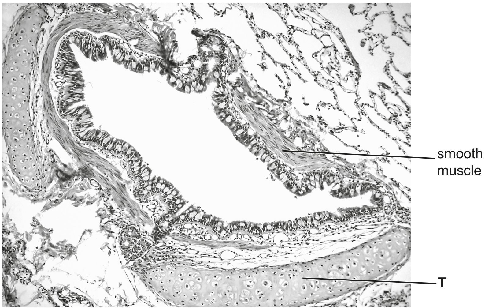 Fig. 5.1