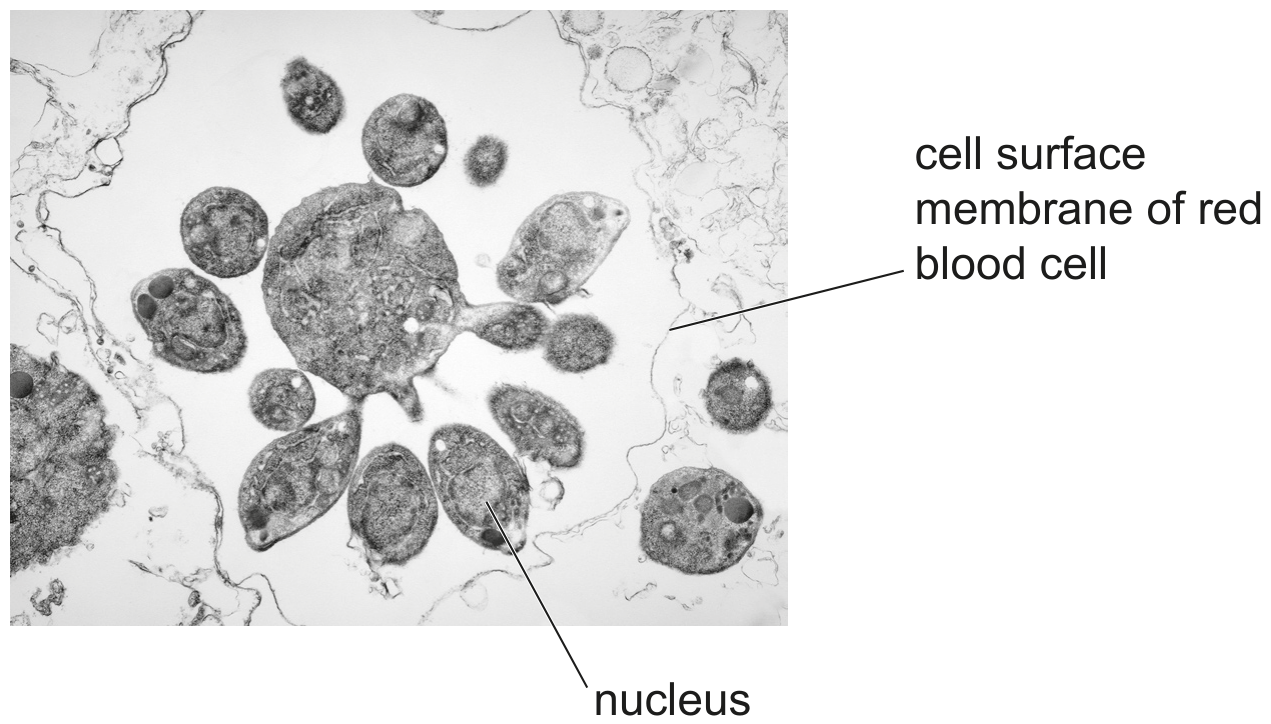 Fig. 1.1
