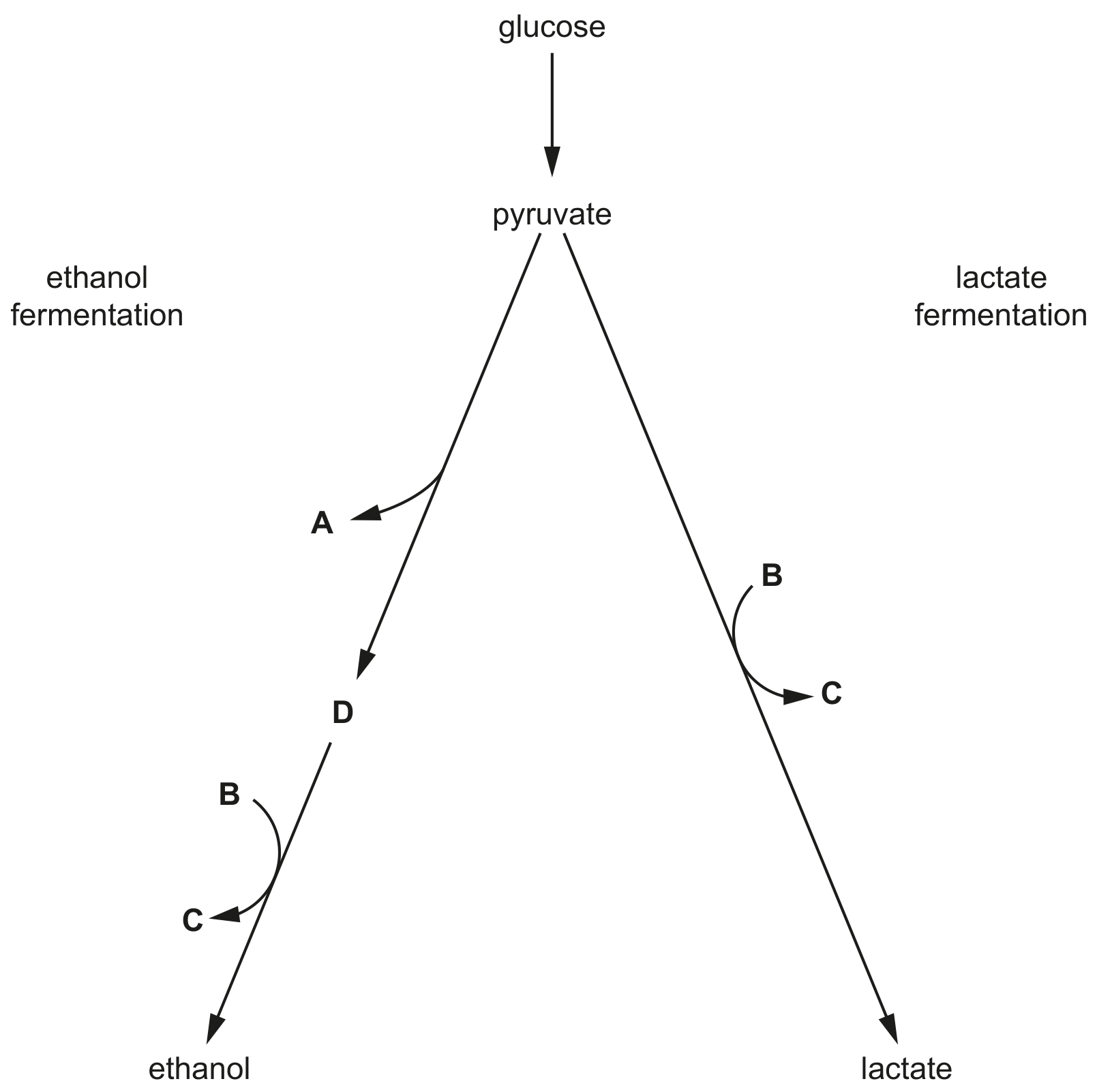 Fig. 1.1 outlines ethanol fermentation and lactate fermentation.